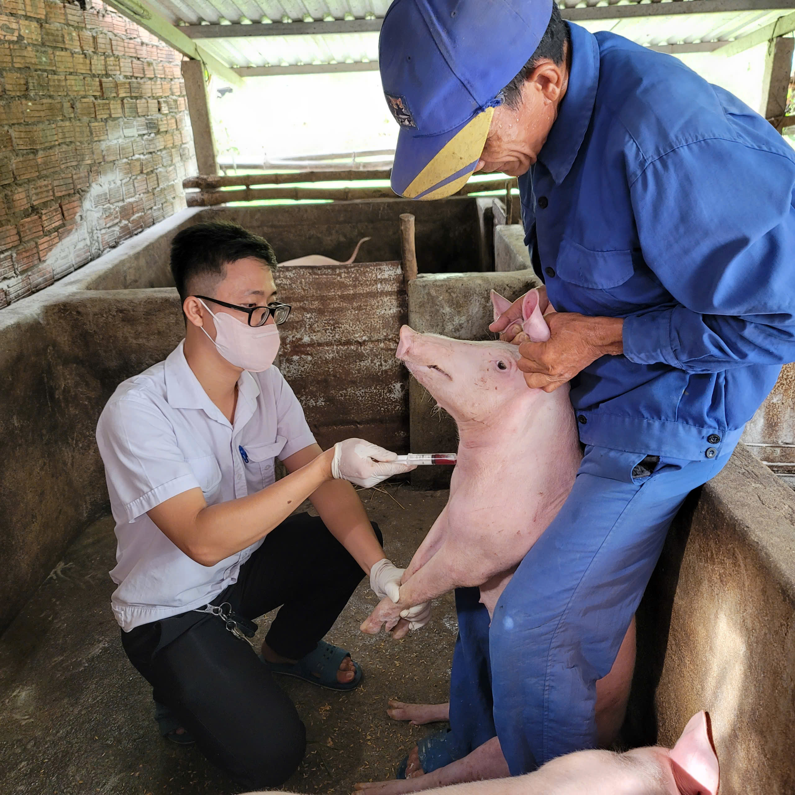 Đà Nẵng xử lý ổ dịch tả lợn châu Phi tại phường Quảng Phú- Ảnh 2. Đà Nẵng xử lý ổ dịch tả lợn châu Phi tại phường Quảng Phú- Ảnh 2.