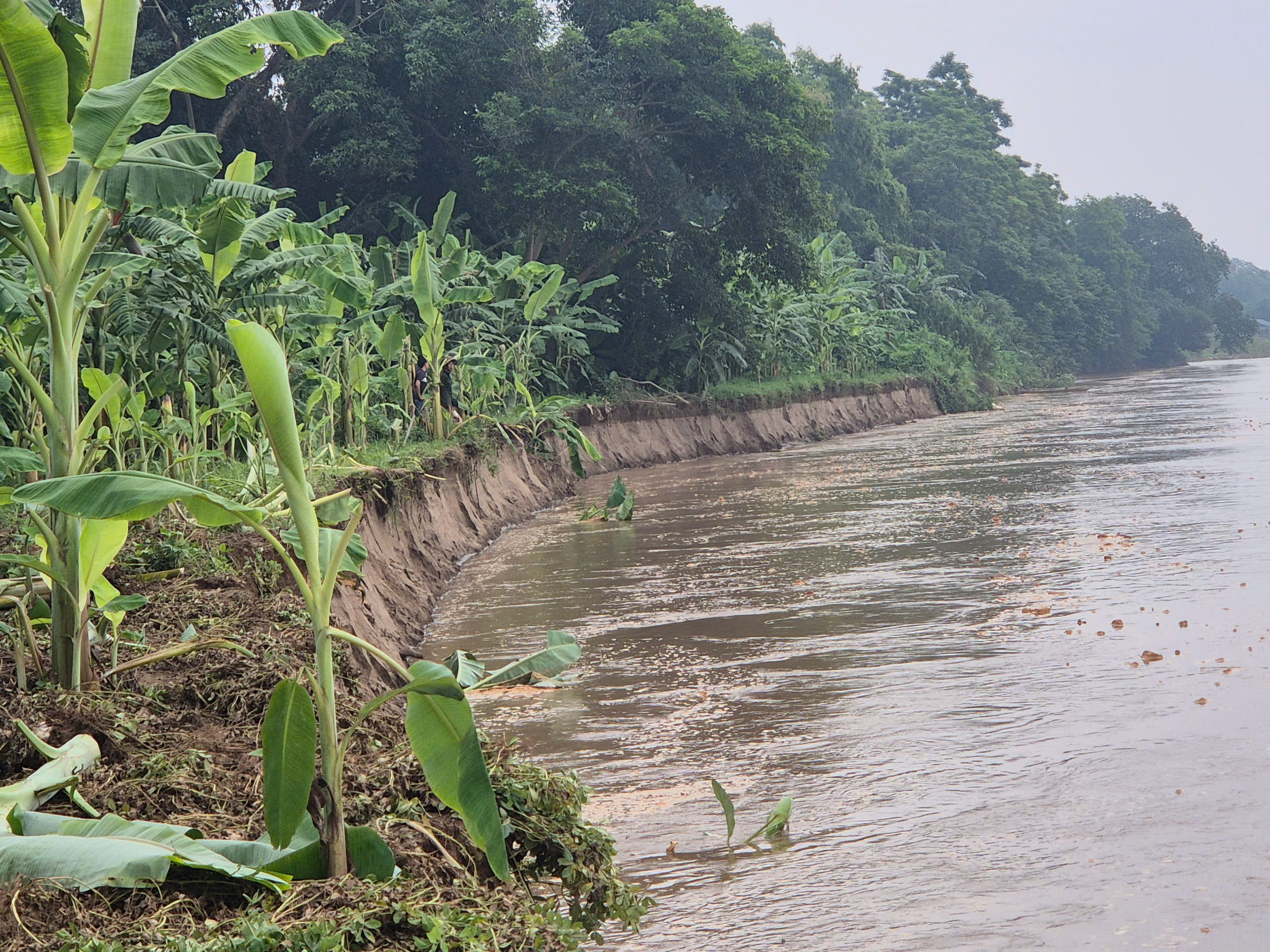Ph&uacute; Thọ: Sạt lở bờ s&ocirc;ng Hồng nghi&ecirc;m trọng đoạn x&atilde; L&acirc;m Thao- Ảnh 4.