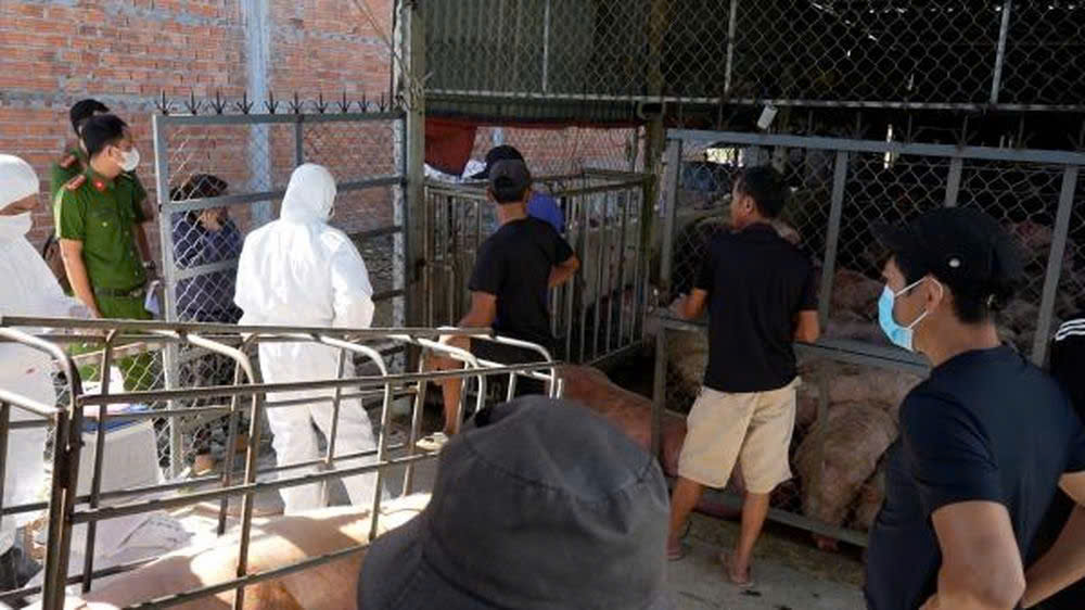 Quảng Ngãi: Phát hiện xe tải chở heo mắc dịch tả lợn châu Phi đi tiêu thụ- Ảnh 1. Quảng Ngãi: Phát hiện xe tải chở heo mắc dịch tả lợn châu Phi đi tiêu thụ- Ảnh 1.