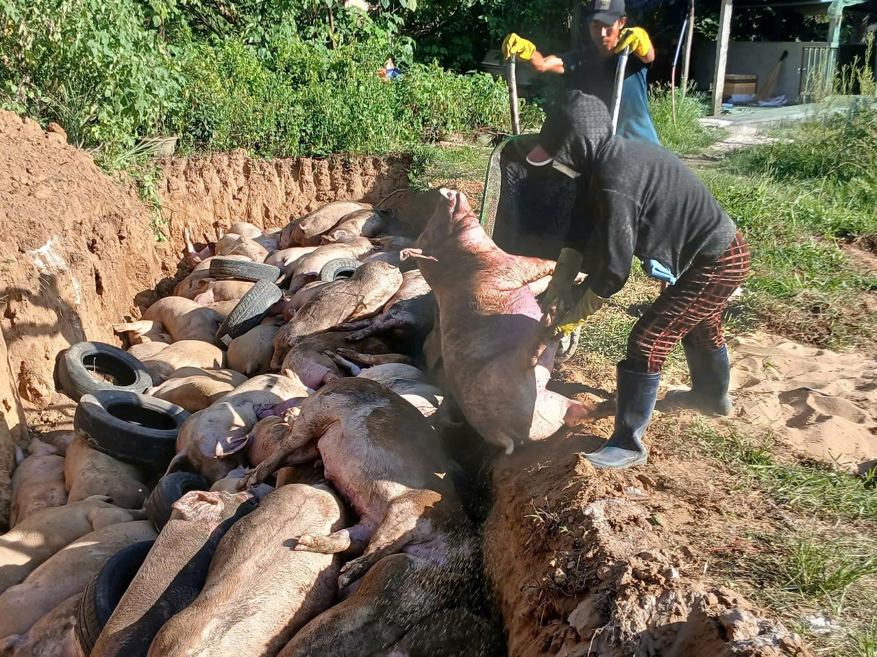 Gia Lai lập bốn chốt trực chiến 24/24h ngừa dịch tả lợn châu Phi thâm nhập- Ảnh 1. Gia Lai lập bốn chốt trực chiến 24/24h ngừa dịch tả lợn châu Phi thâm nhập- Ảnh 1.