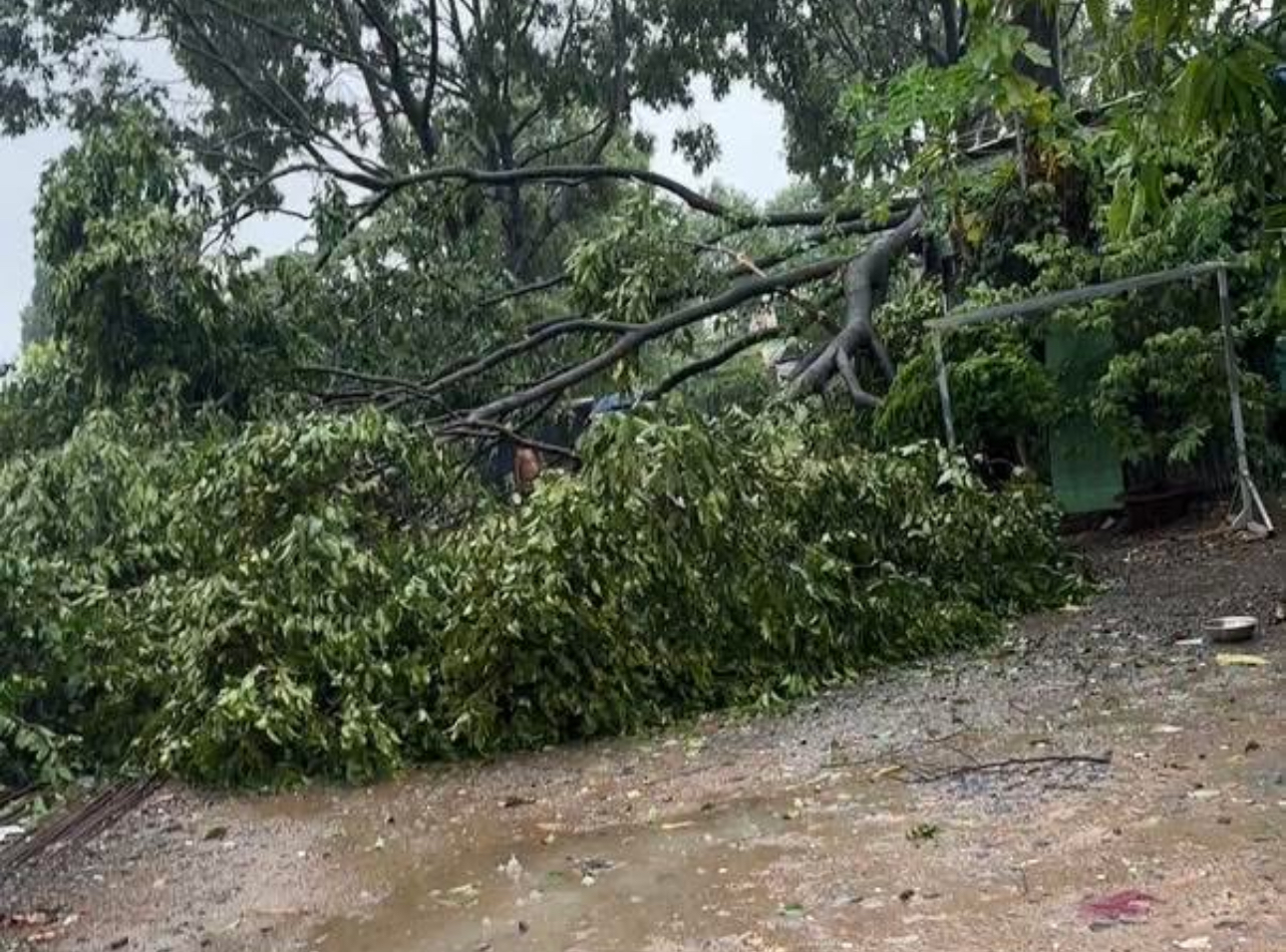 Đồng Nai: Nhiều nh&agrave; d&acirc;n bị tốc m&aacute;i, c&acirc;y đổ đầy đường sau mưa d&ocirc;ng- Ảnh 8.