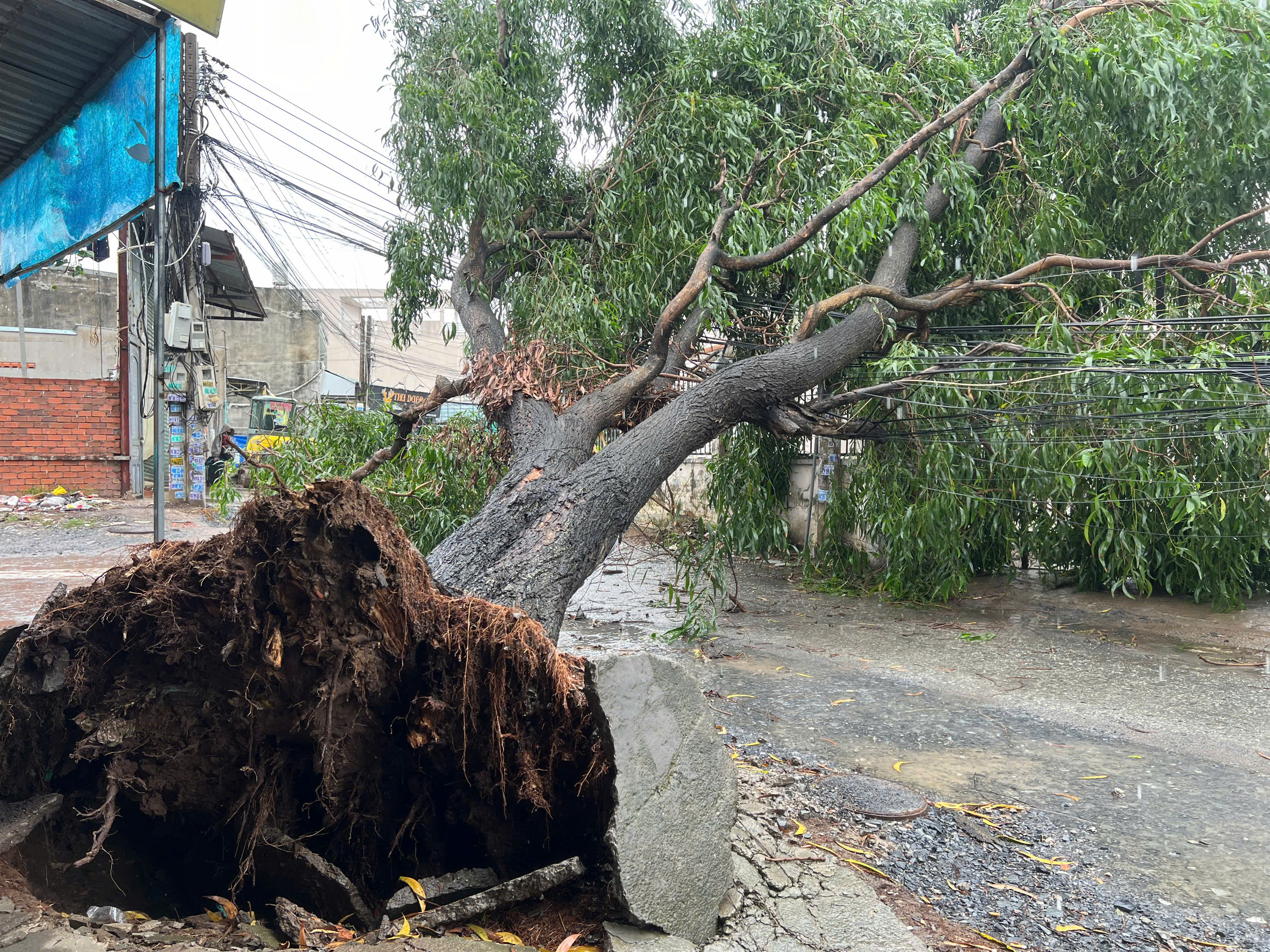 Gi&ocirc;ng lốc c&agrave;n qu&eacute;t TP.HCM: Nhiều căn nh&agrave; tốc m&aacute;i, c&acirc;y xanh, cột điện ng&atilde; đổ- Ảnh 6.