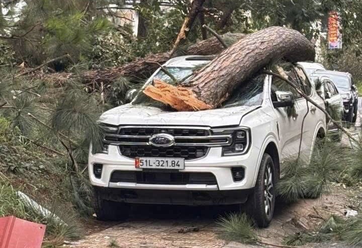 L&acirc;m Đồng: Mưa lớn, nhiều &ocirc; t&ocirc; bị c&acirc;y cổ thụ ng&atilde; đ&egrave; hư hỏng, biến dạng- Ảnh 2.
