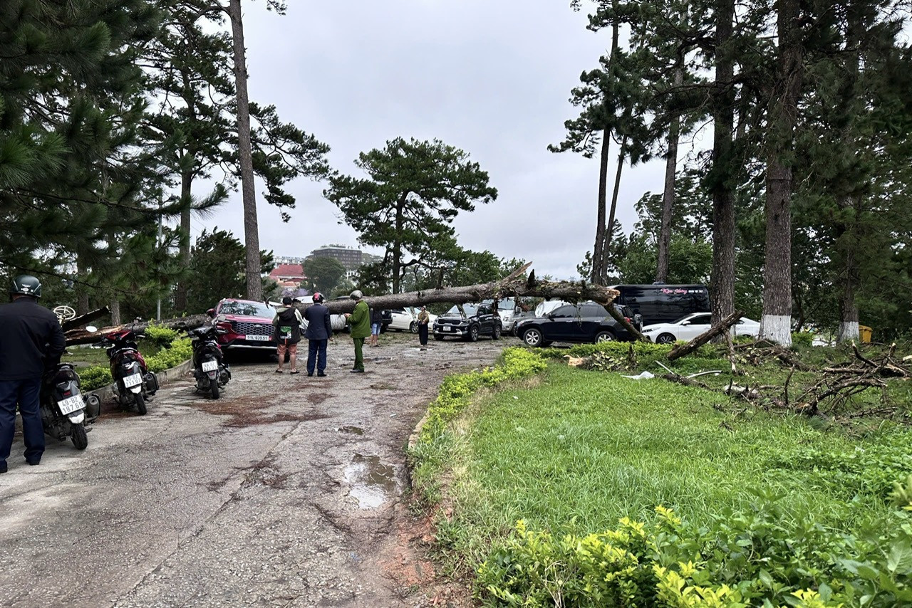 L&acirc;m Đồng: Mưa lớn, nhiều &ocirc; t&ocirc; bị c&acirc;y cổ thụ ng&atilde; đ&egrave; hư hỏng, biến dạng- Ảnh 3.