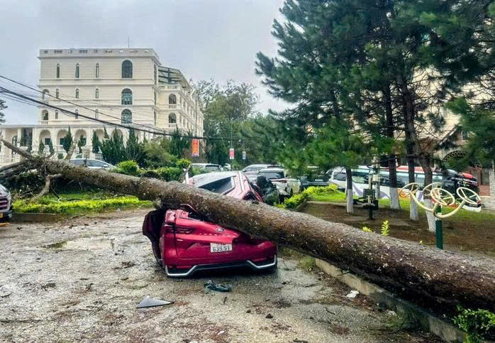 L&acirc;m Đồng: Mưa lớn, nhiều &ocirc; t&ocirc; bị c&acirc;y cổ thụ ng&atilde; đ&egrave; hư hỏng, biến dạng- Ảnh 1.