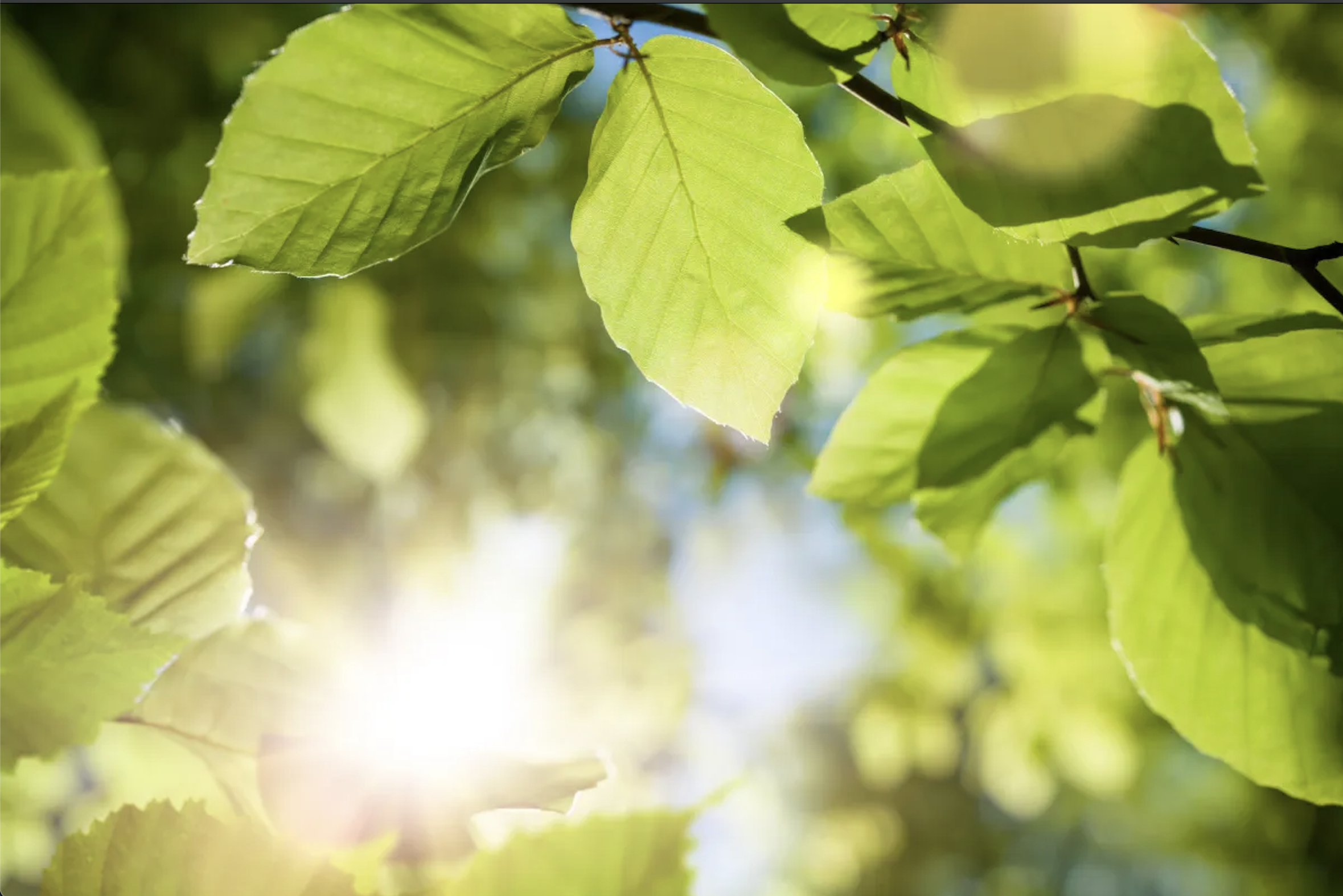 Bước đột phá với thiết bị năng lượng "lá nhân tạo"- Ảnh 1. Bước đột phá với thiết bị năng lượng "lá nhân tạo"- Ảnh 1.