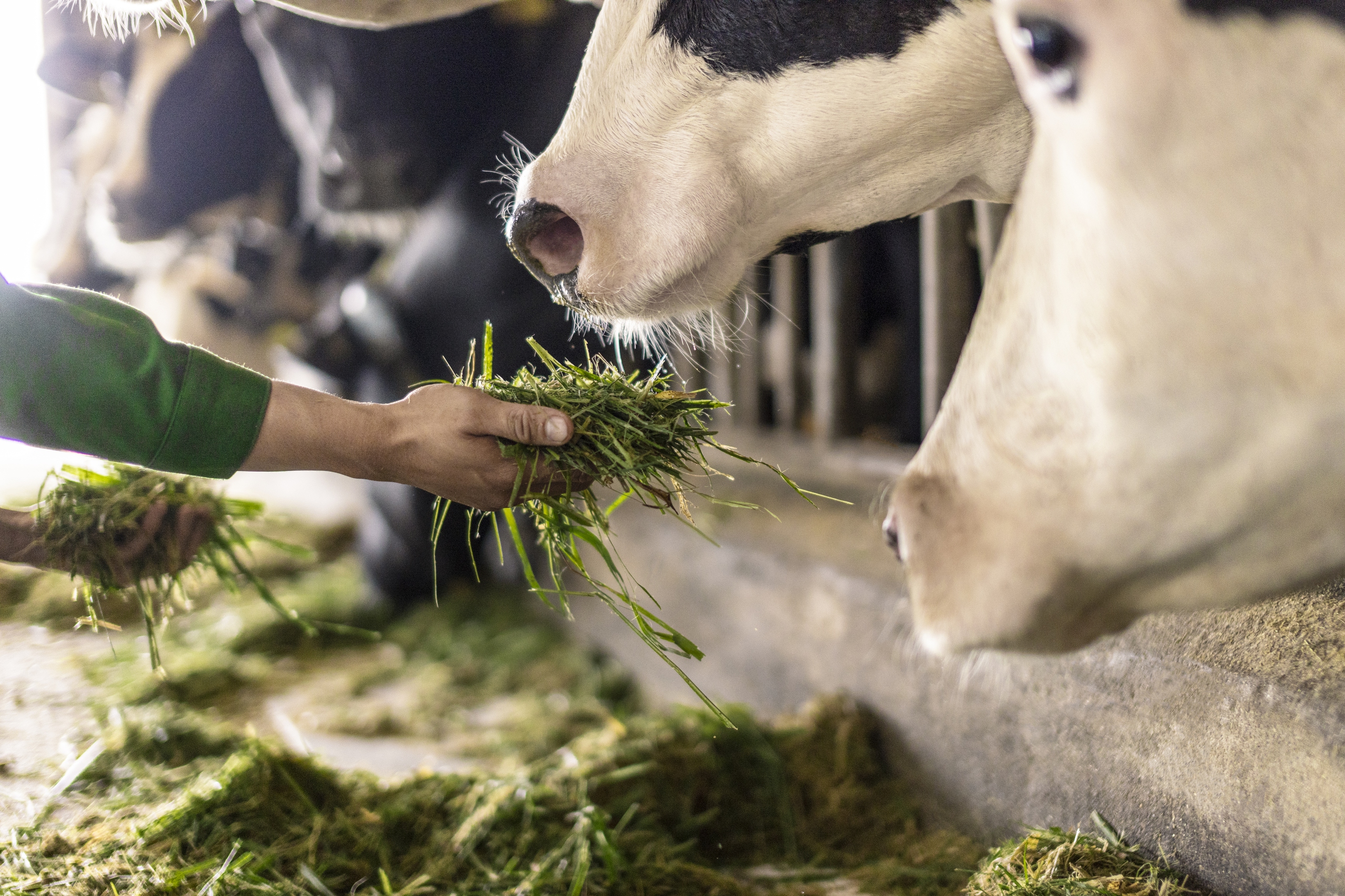 "Cỏ tươi mới cắt, được sấy để cho b&ograve; b&ecirc; ăn trong ng&agrave;y, lu&ocirc;n giữ độ tươi mới v&agrave; dinh dưỡng. Tuy l&agrave; cỏ trang trại tự sấy, nhưng vẫn phải kiểm tra từ cỏ đầu v&agrave;o đến đ&aacute;nh gi&aacute; th&agrave;nh phẩm sau sấy rồi mới đưa v&agrave;o "nh&agrave; bếp" để chế biến thức ăn theo quy tr&igrave;nh kh&eacute;p k&iacute;n, đảm bảo sức khỏe cho đ&agrave;n b&ograve;." &ndash; Chị Kiều Linh, Gi&aacute;m đốc Chăn nu&ocirc;i Th&uacute; y, cho biết.