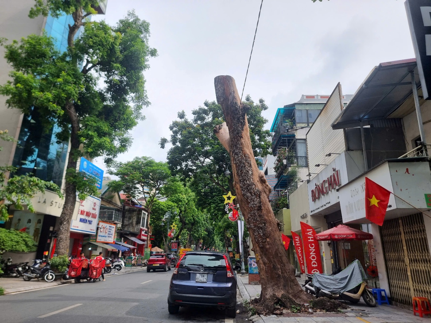 Cần sớm thay nhiều c&acirc;y xanh đ&ocirc; thị chết kh&ocirc; ở H&agrave; Nội- Ảnh 3.