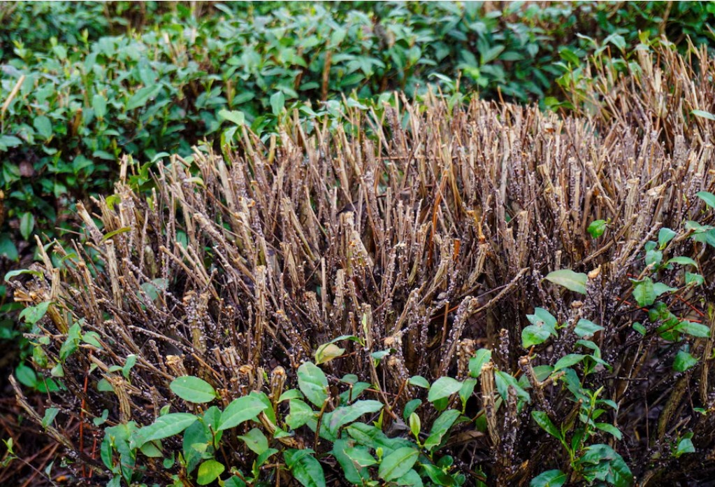 Gi&aacute; cả tăng l&ecirc;n mức kỷ lục, Nhật Bản vẫn kh&ocirc;ng đủ tr&agrave; xanh để b&aacute;n- Ảnh 2.