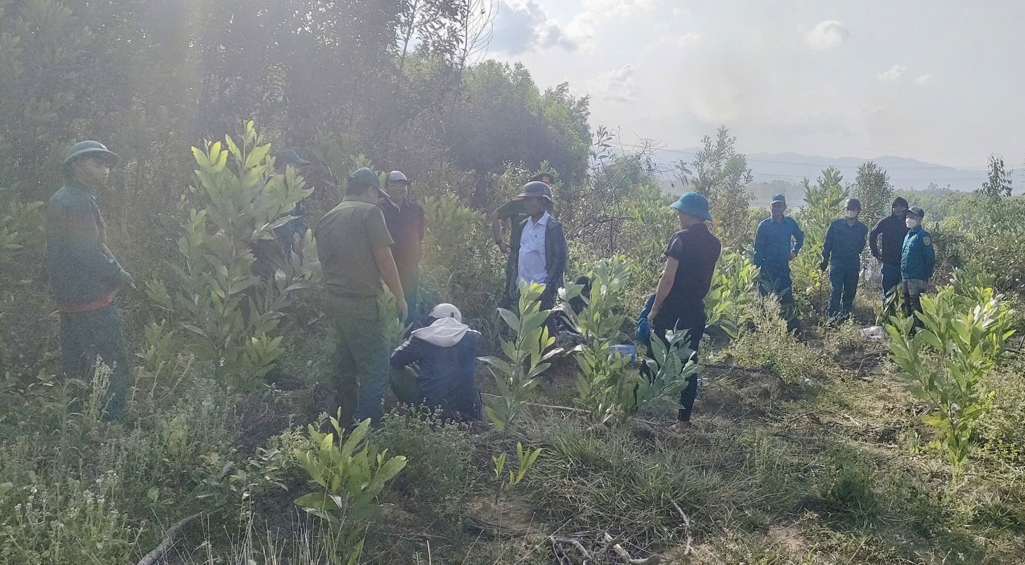 Gia Lai: Đốt ong bất cẩn, thi&ecirc;u rụi khoảng 7.000m&sup2; rừng keo- Ảnh 2.