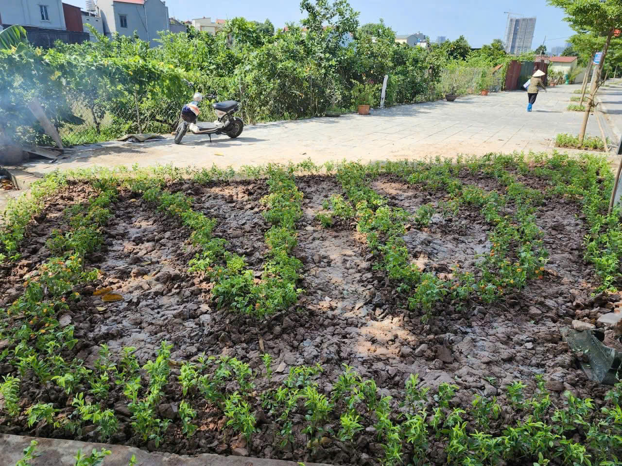 H&agrave; Nội đẹp từ những điều b&igrave;nh dị, văn minh- Ảnh 22.