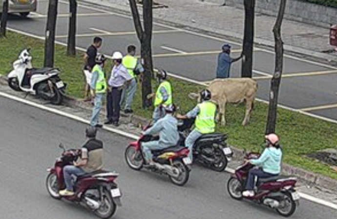 B&ograve; lạc chạy v&agrave;o hầm Thủ Thi&ecirc;m, giao th&ocirc;ng &ugrave;n ứ 30 ph&uacute;t- Ảnh 1.
