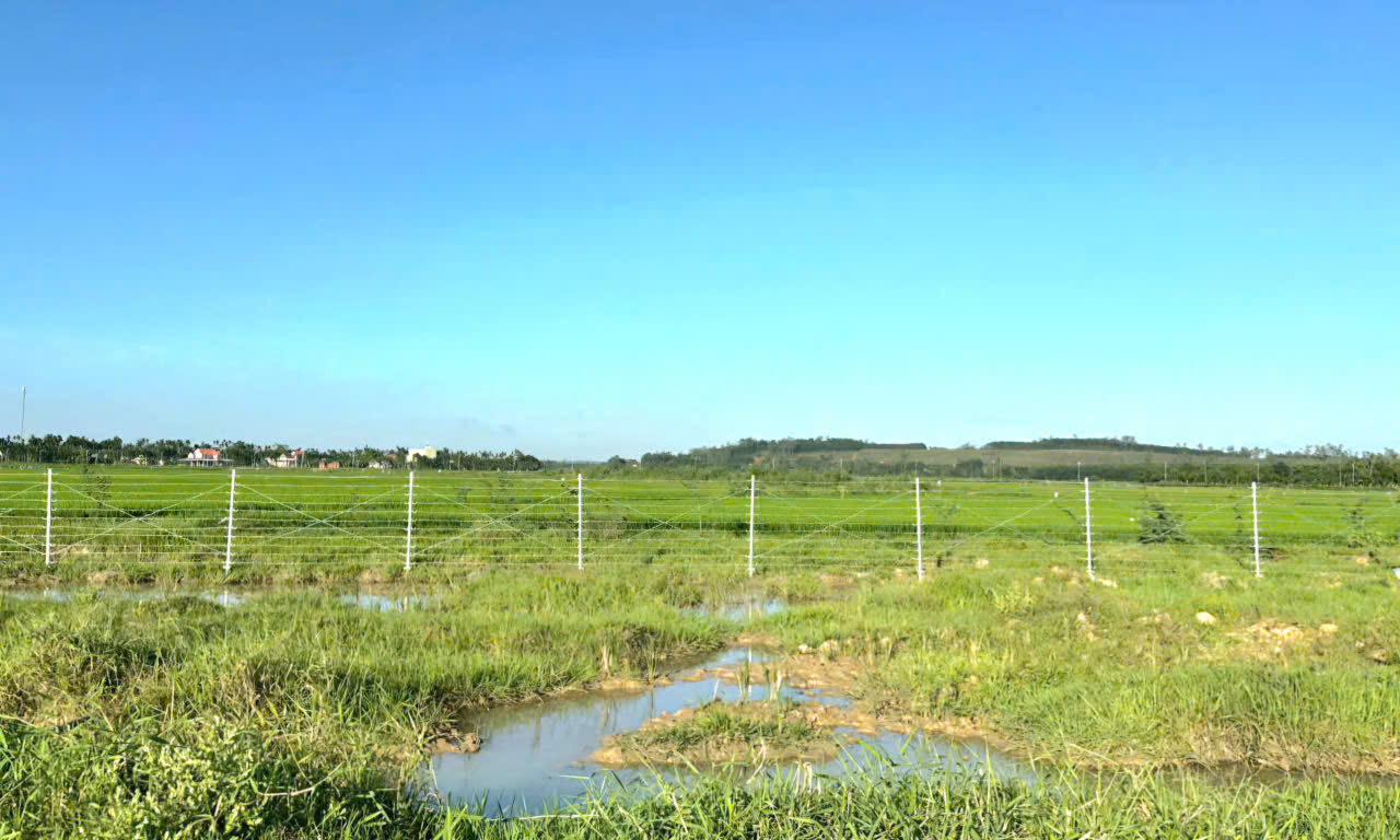 Quảng Ng&atilde;i ho&agrave;n th&agrave;nh c&aacute;c khu t&aacute;i định cư đường sắt tốc độ cao trong năm 2026- Ảnh 5.