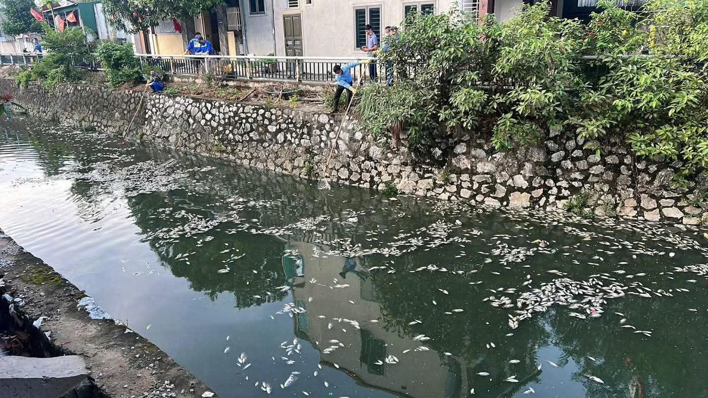 Nghệ An: V&igrave; sao c&aacute; chết trắng tr&ecirc;n k&ecirc;nh h&agrave;o th&agrave;nh cổ Vinh?- Ảnh 1.