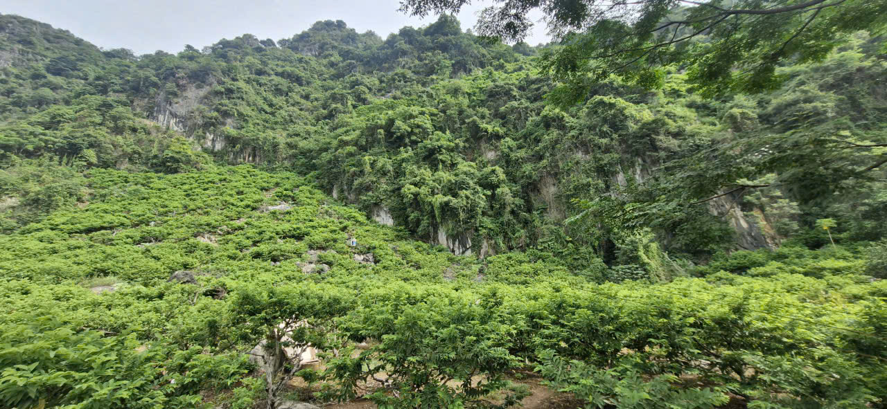 Na vào chính vụ, CSGT Lạng Sơn tất bật hỗ trợ người dân tiêu thụ- Ảnh 2. Na vào chính vụ, CSGT Lạng Sơn tất bật hỗ trợ người dân tiêu thụ- Ảnh 2.