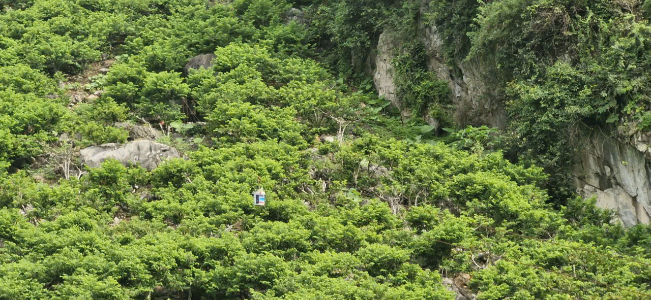 Na vào chính vụ, CSGT Lạng Sơn tất bật hỗ trợ người dân tiêu thụ- Ảnh 3. Na vào chính vụ, CSGT Lạng Sơn tất bật hỗ trợ người dân tiêu thụ- Ảnh 3.