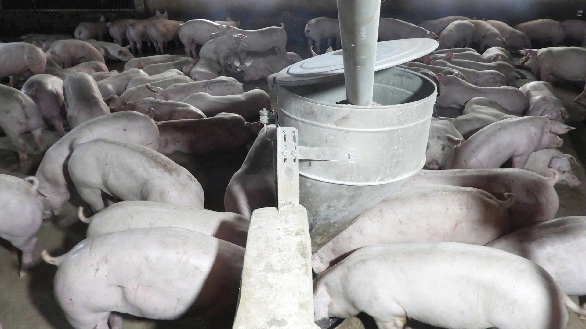 TP.HCM kiểm so&aacute;t thịt lợn thế n&agrave;o trước diễn biến phức tạp của dịch tả heo ch&acirc;u Phi?- Ảnh 2.