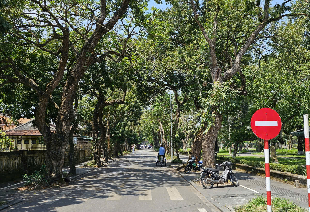 Huế: R&agrave; so&aacute;t c&acirc;y xanh đ&ocirc; thị đảm bảo an to&agrave;n trước m&ugrave;a mưa b&atilde;o- Ảnh 1.