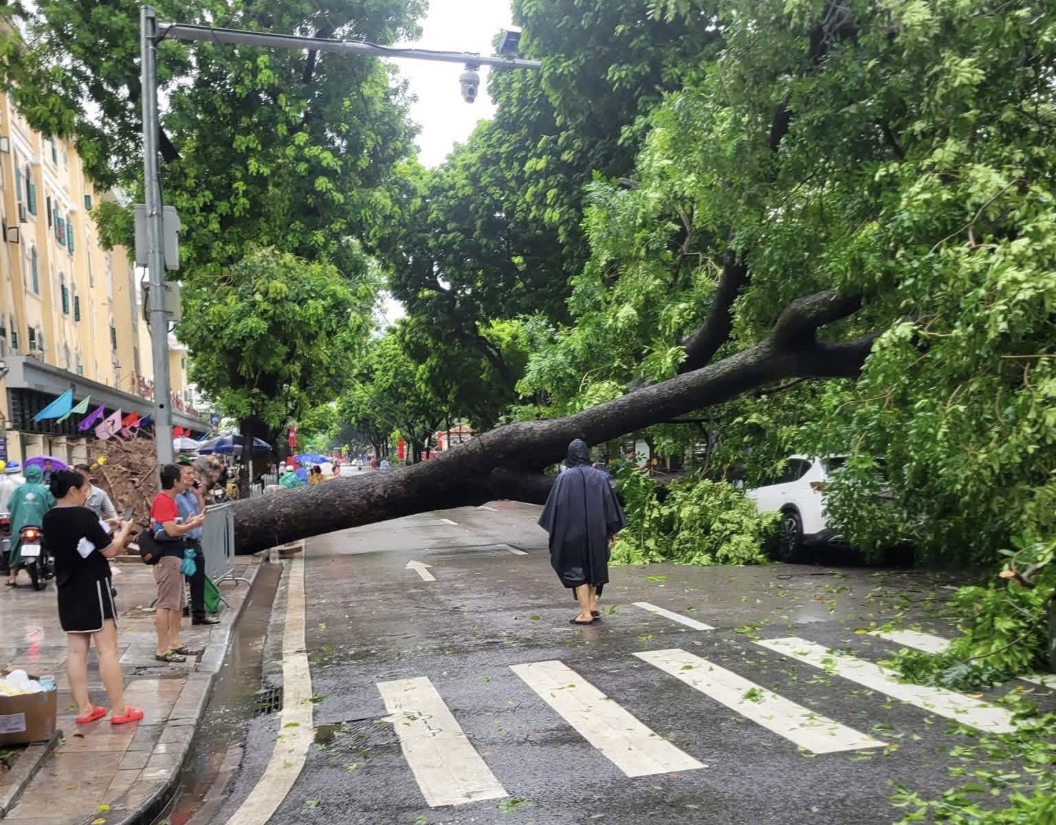 Hà Nội: Thót tim khoảnh khắc cây xà cừ cổ thụ đổ đè trúng xe ô tô trên đường Trần Phú- Ảnh 2. Hà Nội: Thót tim khoảnh khắc cây xà cừ cổ thụ đổ đè trúng xe ô tô trên đường Trần Phú- Ảnh 2.