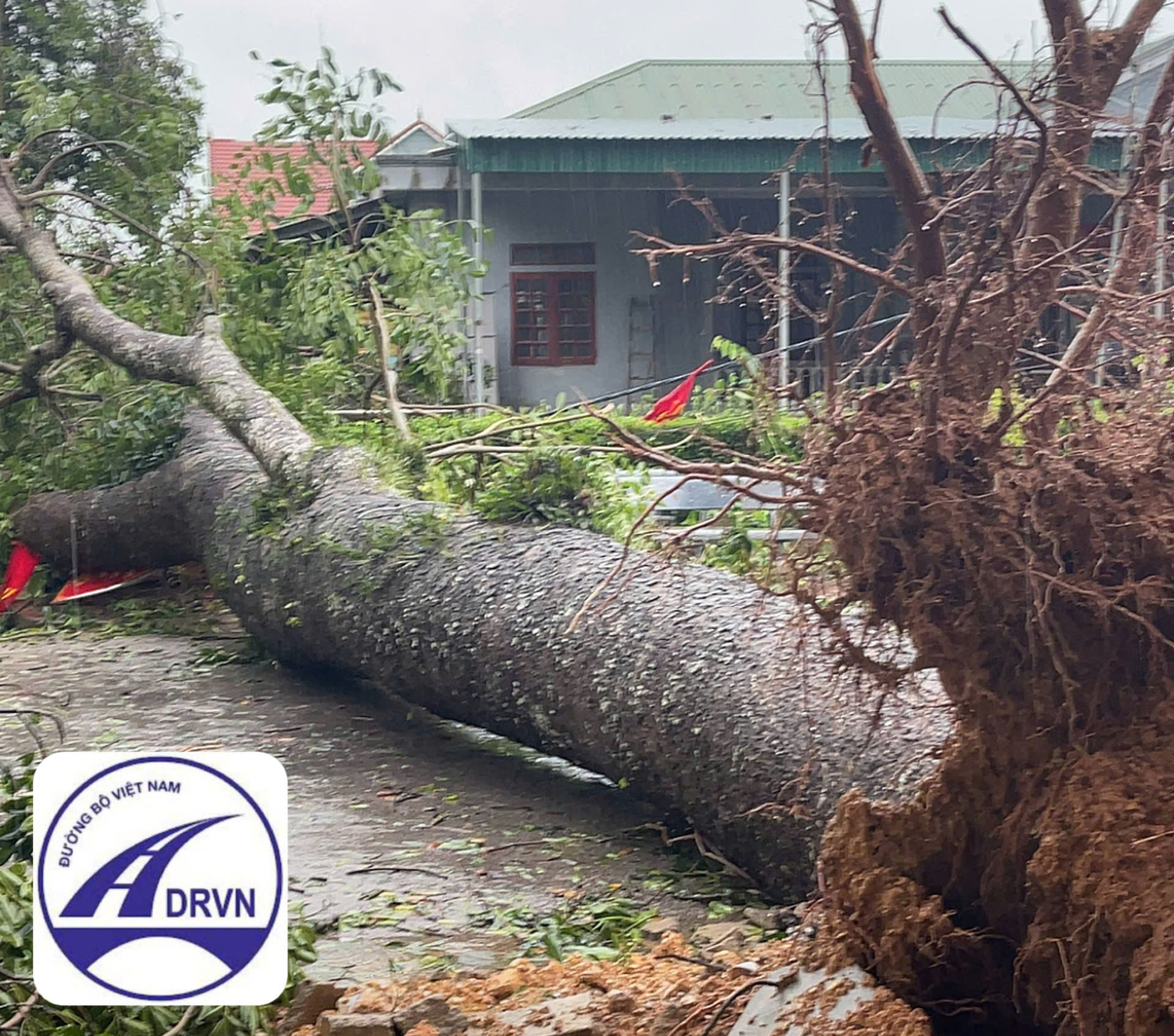 Khơi thông đường sá, khắc phục hậu quả bão số 5 ở Hà Tĩnh- Ảnh 1. Khơi thông đường sá, khắc phục hậu quả bão số 5 ở Hà Tĩnh- Ảnh 1.