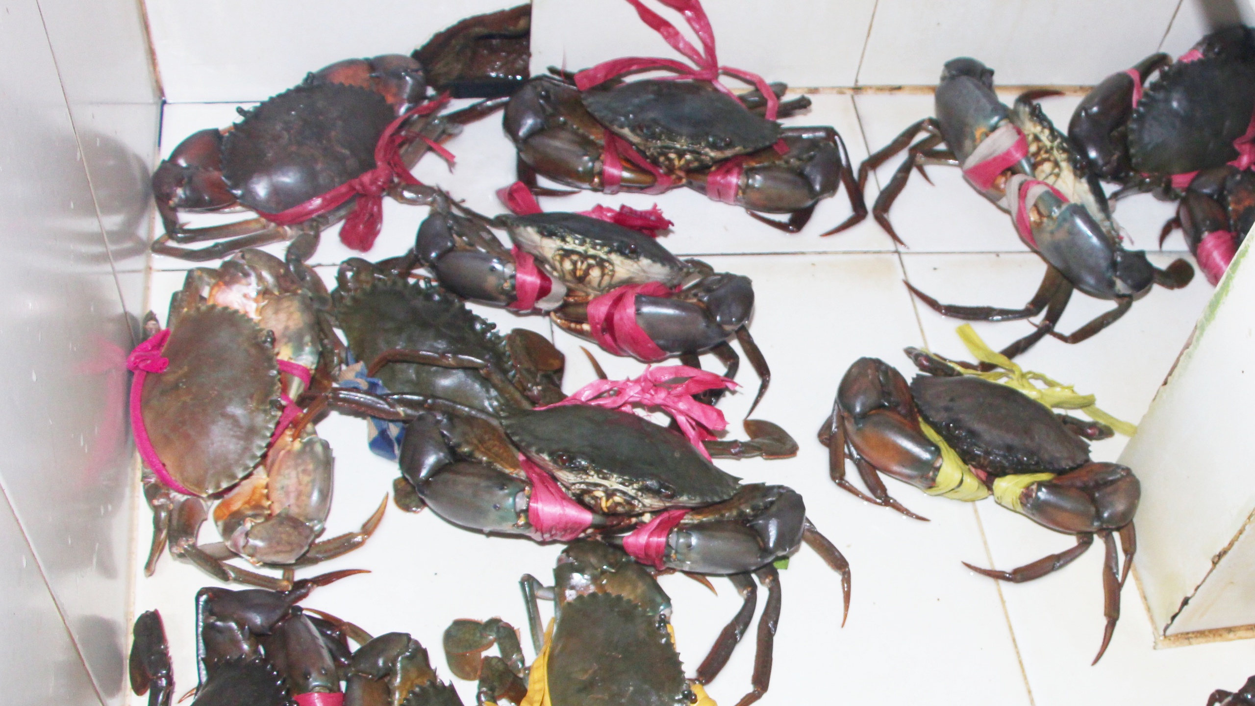 Nhiều hoạt động tại ng&agrave;y hội cua C&agrave; Mau lần 2, hứa hẹn h&uacute;t kh&aacute;ch du lịch- Ảnh 3.