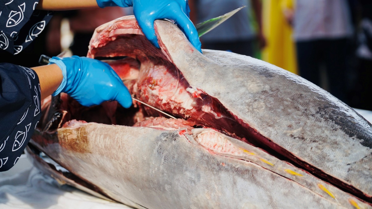 Cá ngừ đại dương và bánh mì khổng lồ tạo dấu ấn tại lễ hội ẩm thực Gia Lai- Ảnh 3. Cá ngừ đại dương và bánh mì khổng lồ tạo dấu ấn tại lễ hội ẩm thực Gia Lai- Ảnh 3.