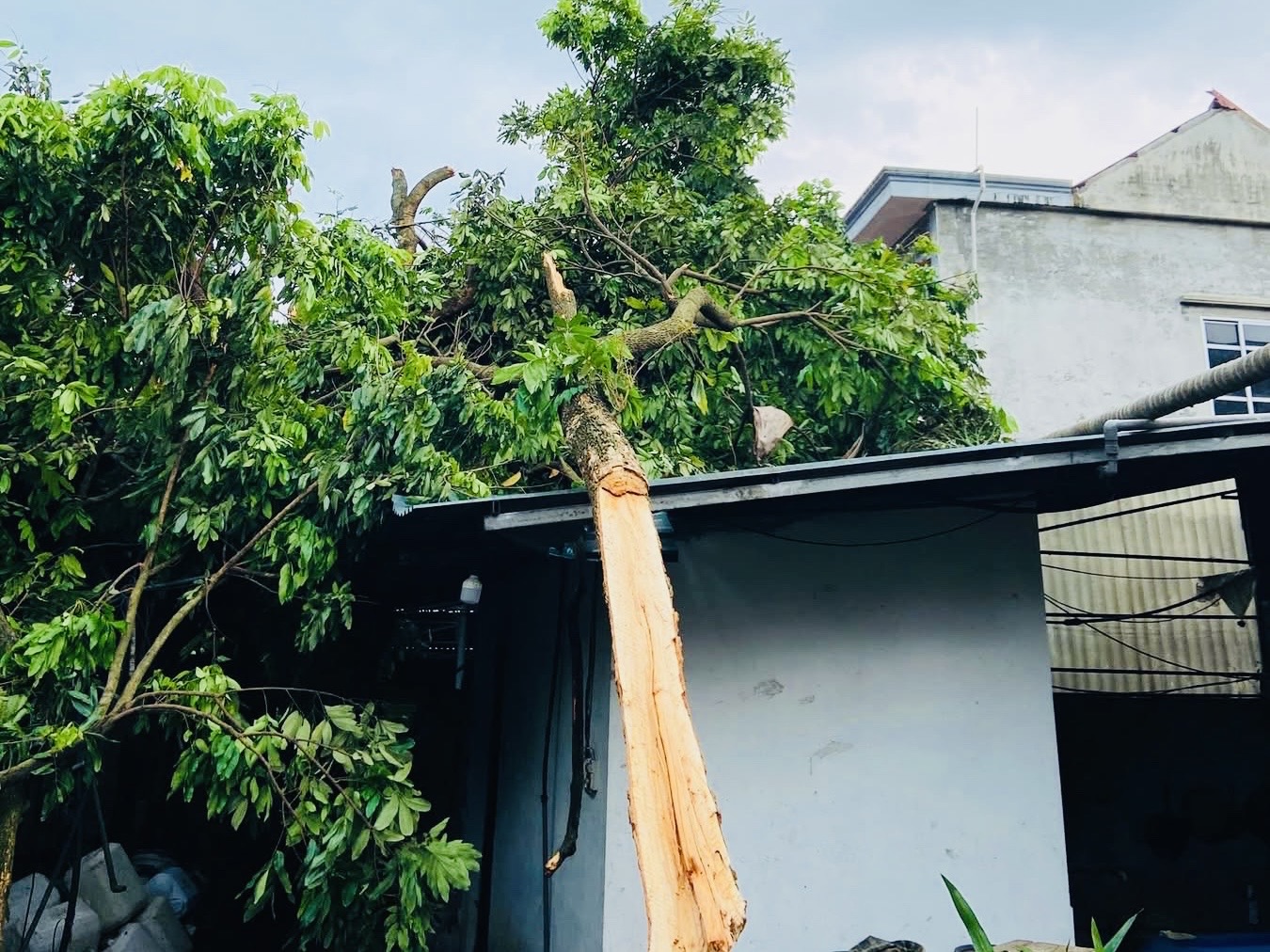Hà Nội: Xã ven đô khắc phục hậu quả giông lốc khiến cây đổ ngổn ngang, nhà tốc mái- Ảnh 9. Hà Nội: Xã ven đô khắc phục hậu quả giông lốc khiến cây đổ ngổn ngang, nhà tốc mái- Ảnh 9.