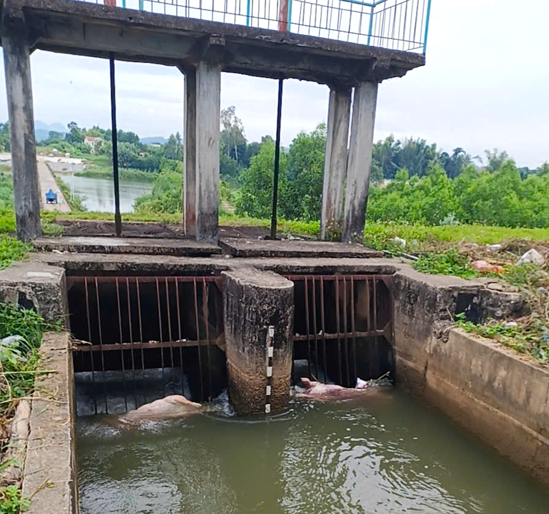 Quảng Ng&atilde;i: Một th&aacute;ng, ti&ecirc;u hủy gần 49.000 con lợn mắc dịch tả ch&acirc;u Phi- Ảnh 2.