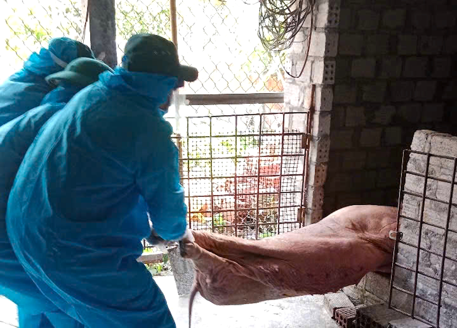 Quảng Ng&atilde;i: Một th&aacute;ng, ti&ecirc;u hủy gần 49.000 con lợn mắc dịch tả ch&acirc;u Phi- Ảnh 1.