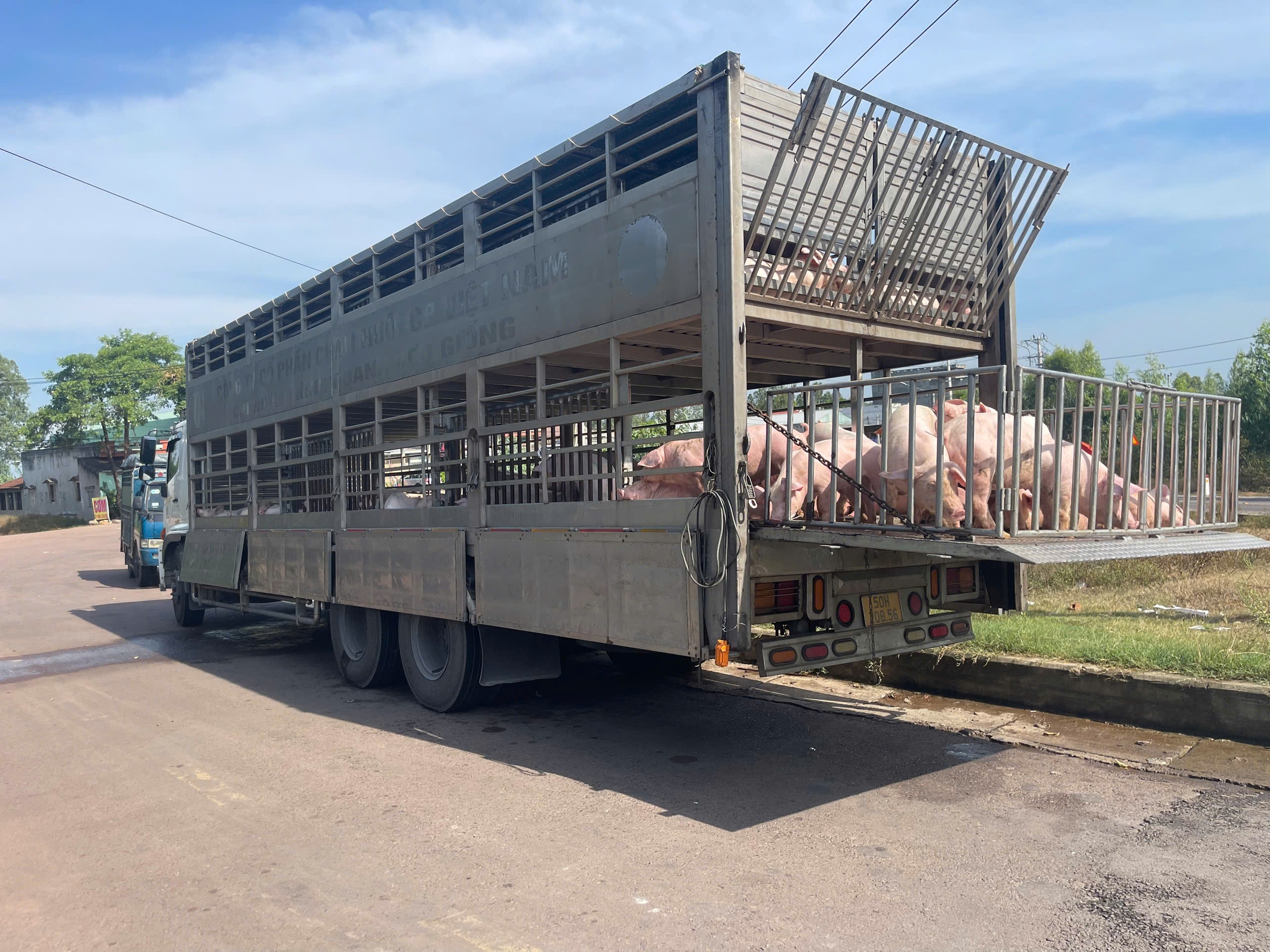 Gia Lai: Phát hiện xe tải chở 220 con heo nghi nhiễm dịch tả lợn châu Phi- Ảnh 1. Gia Lai: Phát hiện xe tải chở 220 con heo nghi nhiễm dịch tả lợn châu Phi- Ảnh 1.