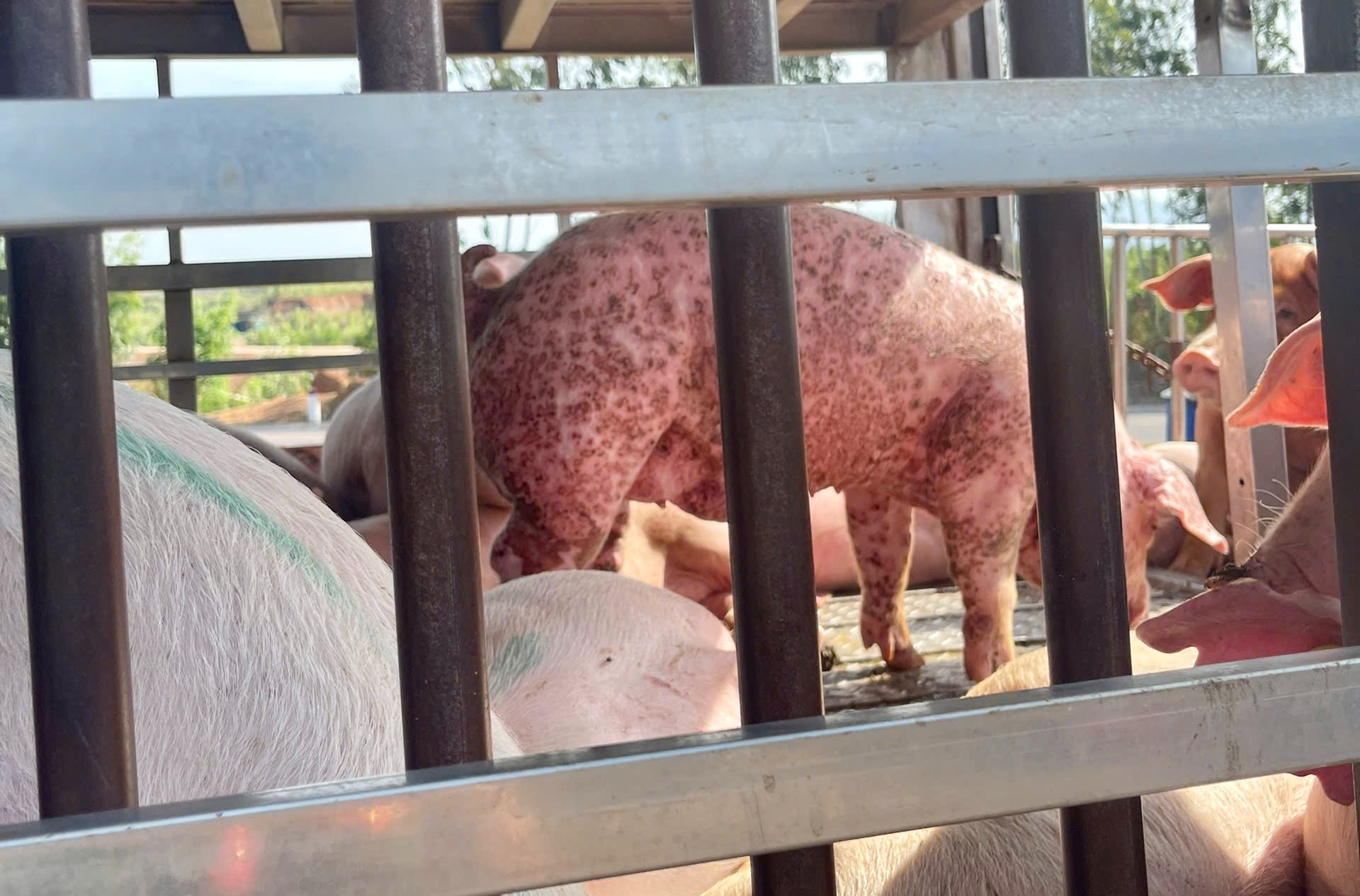 Gia Lai: Phát hiện xe tải chở 220 con heo nghi nhiễm dịch tả lợn châu Phi- Ảnh 2. Gia Lai: Phát hiện xe tải chở 220 con heo nghi nhiễm dịch tả lợn châu Phi- Ảnh 2.