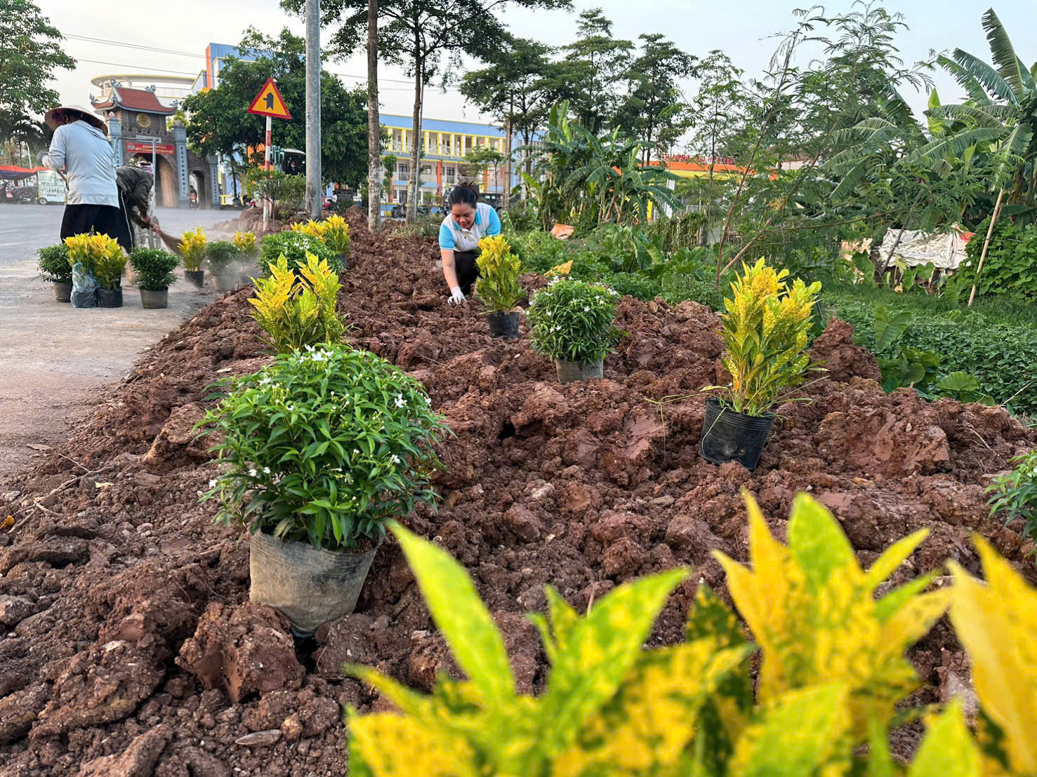 Xã vùng ven Thủ đô từ "điểm đen" rác thải đến rực rỡ đường hoa - Ảnh 4. Xã vùng ven Thủ đô từ "điểm đen" rác thải đến rực rỡ đường hoa - Ảnh 4.