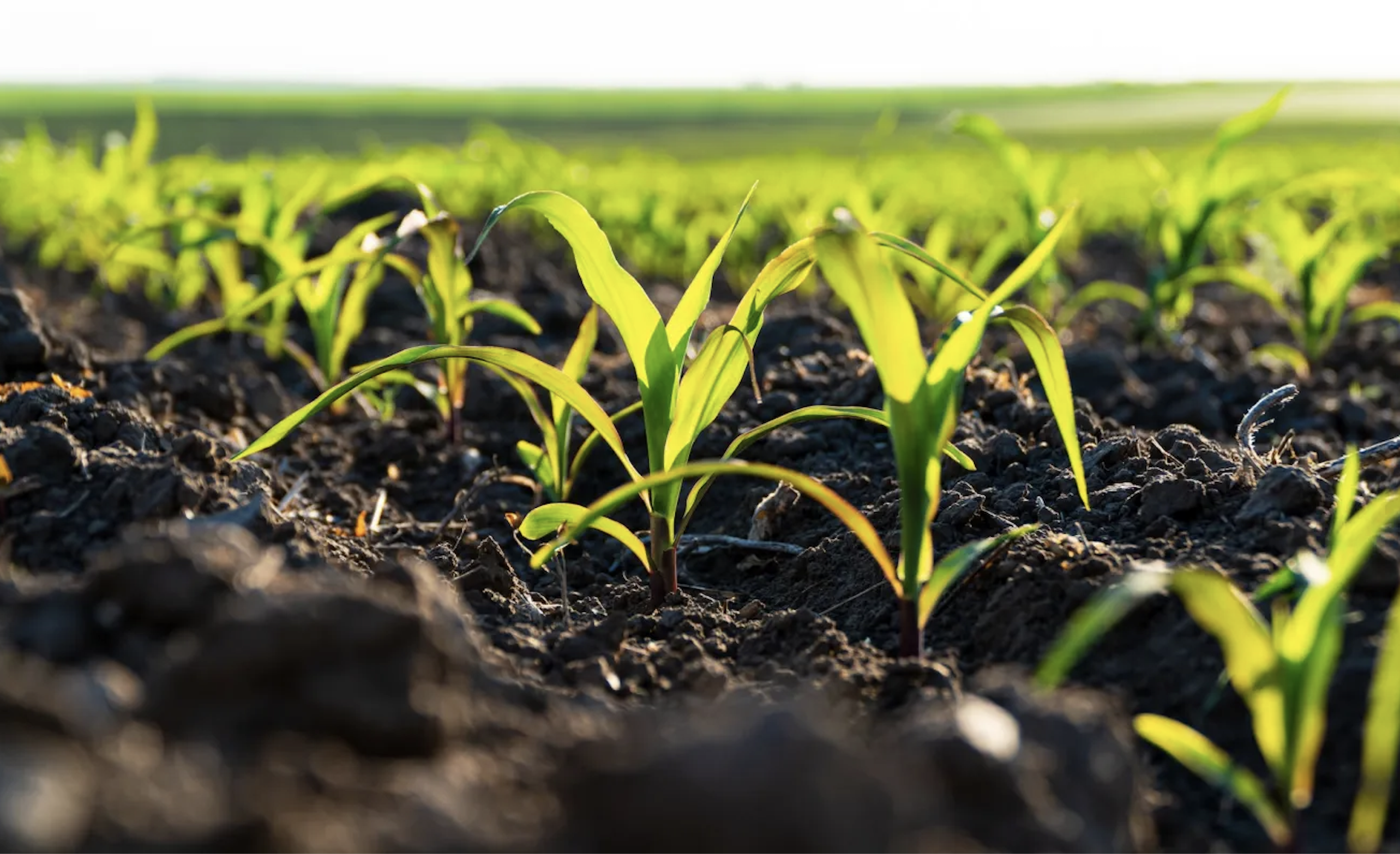 D&ugrave;ng AI c&aacute;ch mạng h&oacute;a c&ocirc;ng cụ n&ocirc;ng nghiệp- Ảnh 1.