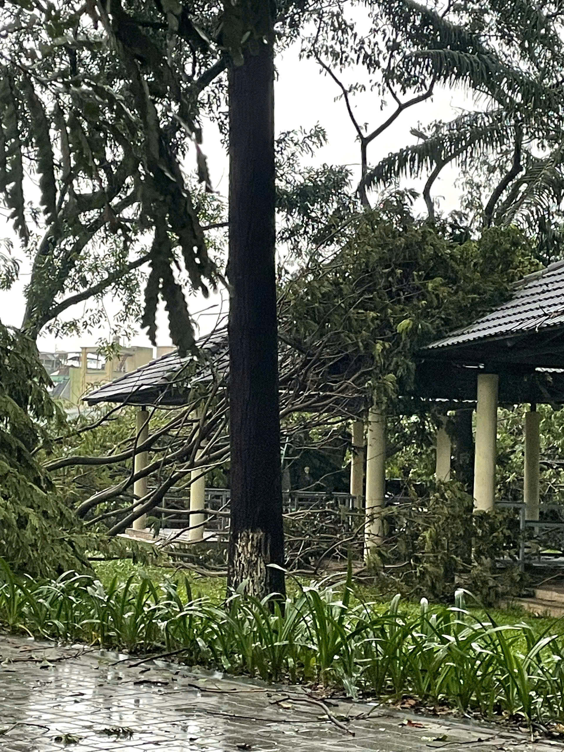 TP.HCM: Mưa d&ocirc;ng g&acirc;y ngập s&acirc;u, c&acirc;y xanh g&atilde;y đổ, m&aacute;i t&ocirc;n bay giữa đường- Ảnh 8.