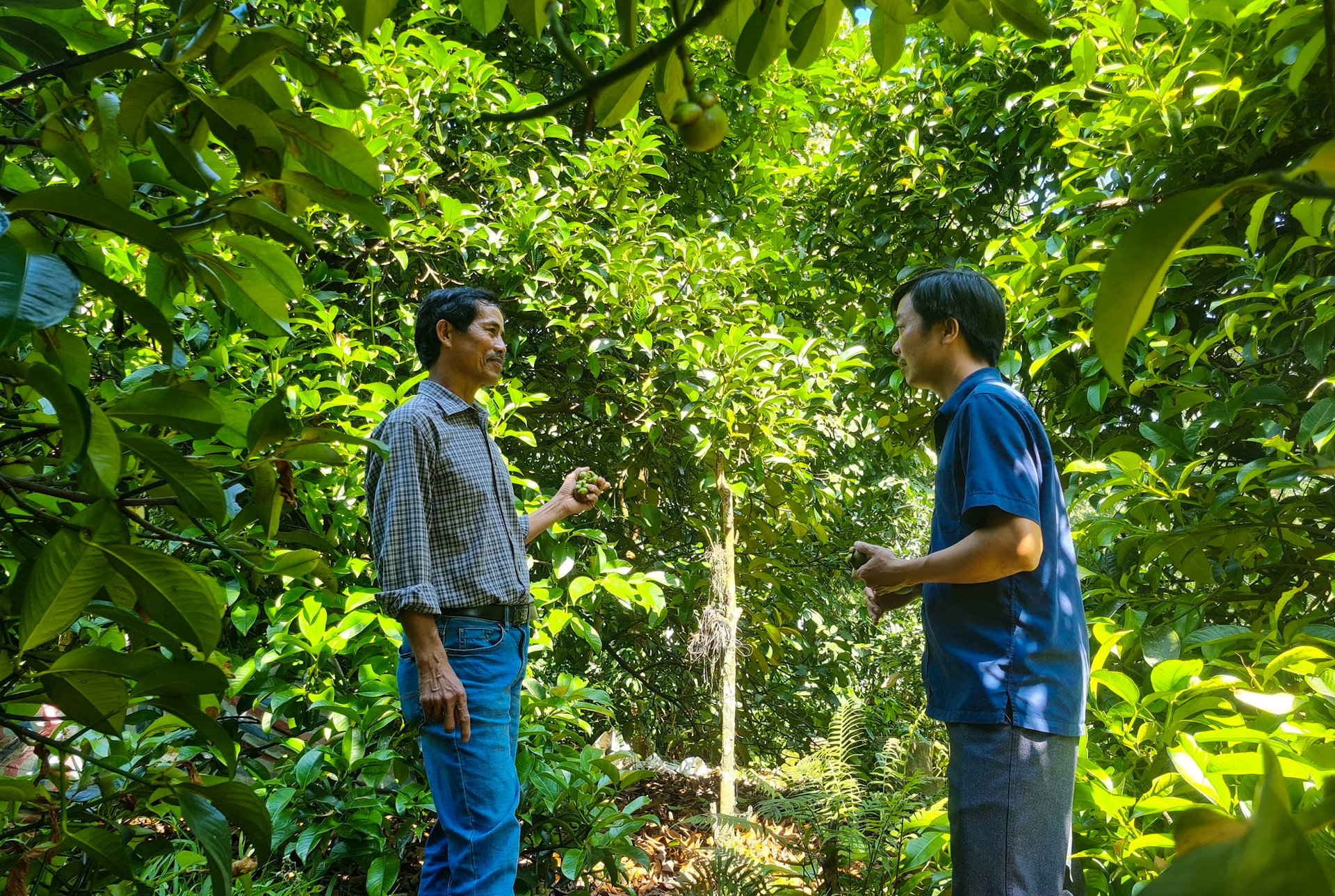 Đ&agrave; Nẵng: X&atilde; Sơn Cẩm H&agrave; thu h&uacute;t doanh nghiệp đầu tư, ch&uacute; trọng ph&aacute;t triển kinh tế vườn- Ảnh 1.