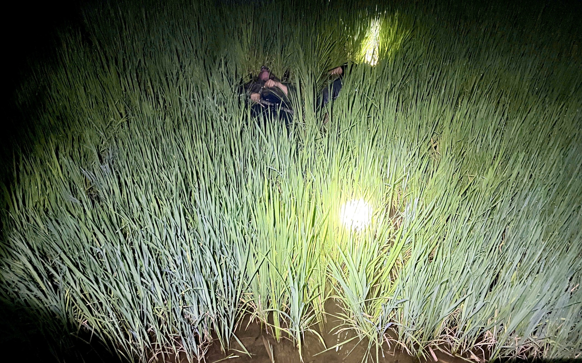 Gia Lai: Hai người tử vong nghi do điện bẫy chuột tr&ecirc;n ruộng l&uacute;a