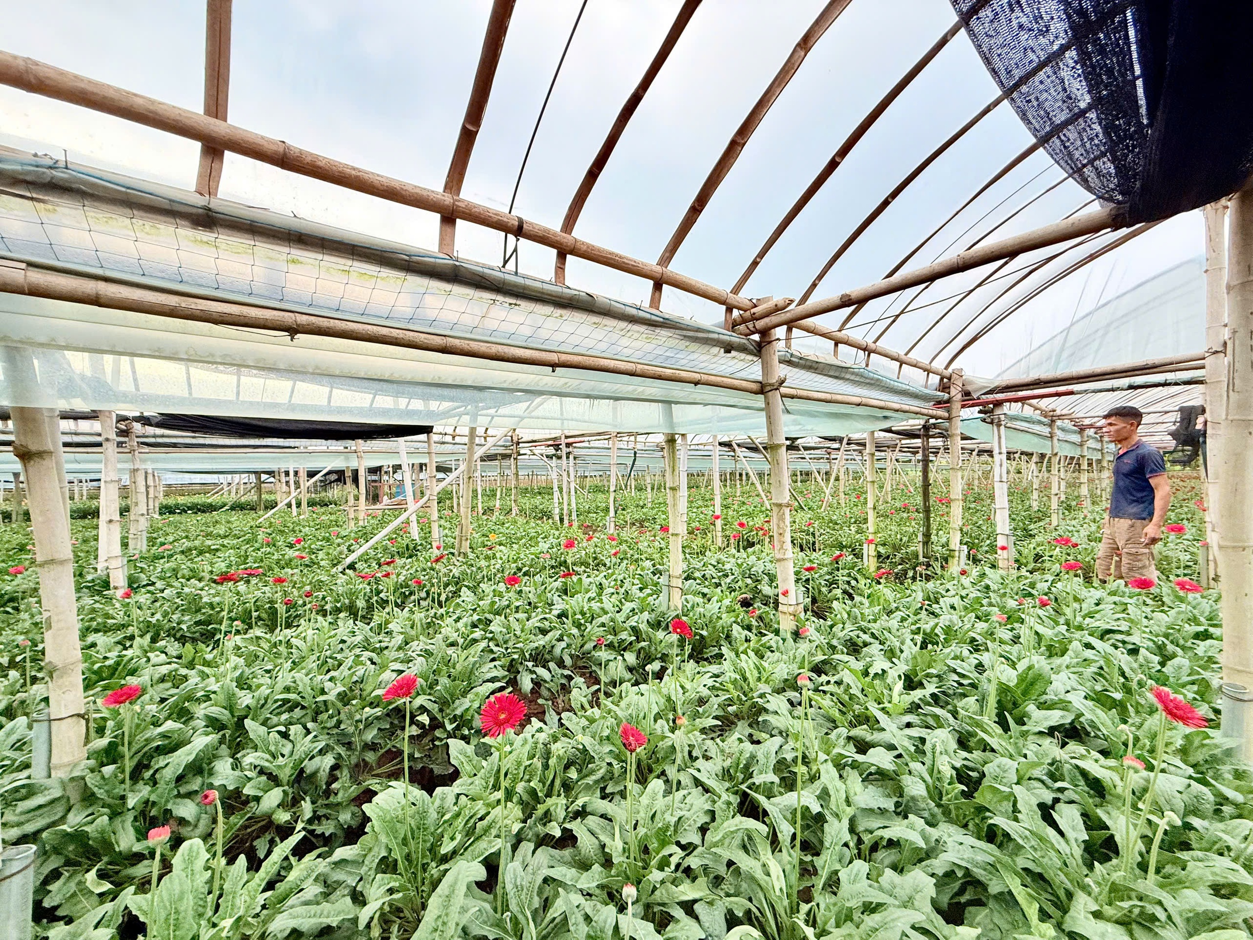 Đan Phượng: Từ điển h&igrave;nh n&ocirc;ng th&ocirc;n mới đến kh&aacute;t vọng đ&ocirc; thị văn minh- Ảnh 3.