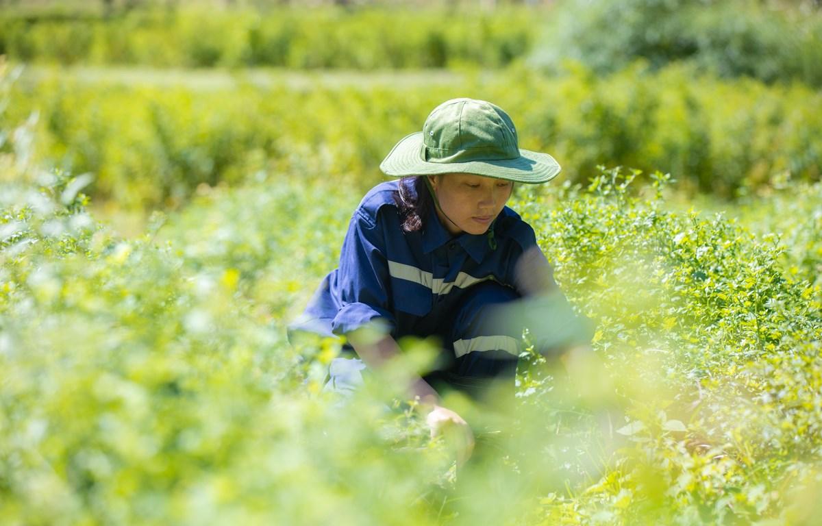 Tập đoàn TH: Tiên phong sản xuất nông nghiệp hữu cơ tại Việt Nam- Ảnh 6. Tập đoàn TH: Tiên phong sản xuất nông nghiệp hữu cơ tại Việt Nam- Ảnh 6.