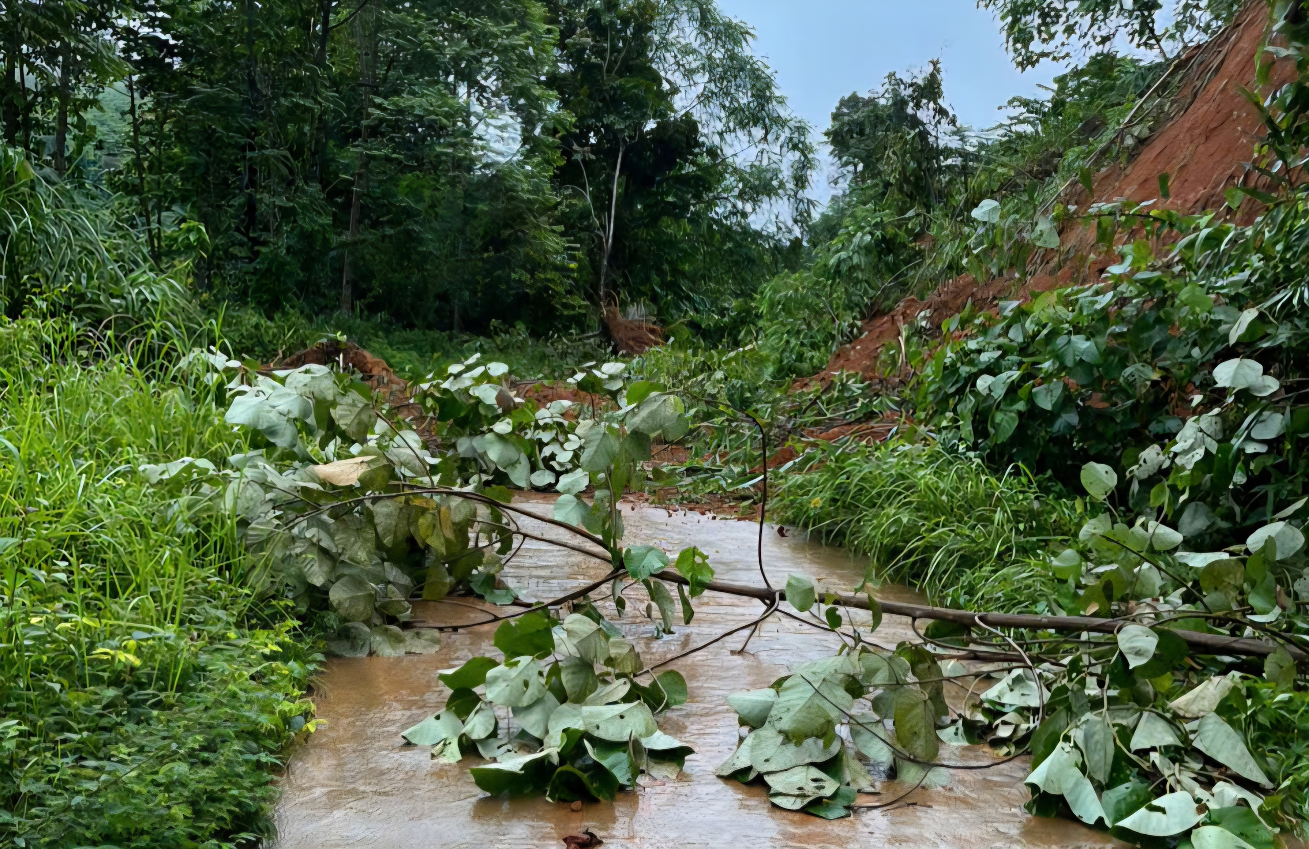 Lở n&uacute;i khiến đất đ&aacute; tr&agrave;n tỉnh lộ, chia cắt giao th&ocirc;ng ở x&atilde; bi&ecirc;n giới Quảng Ng&atilde;i- Ảnh 7.