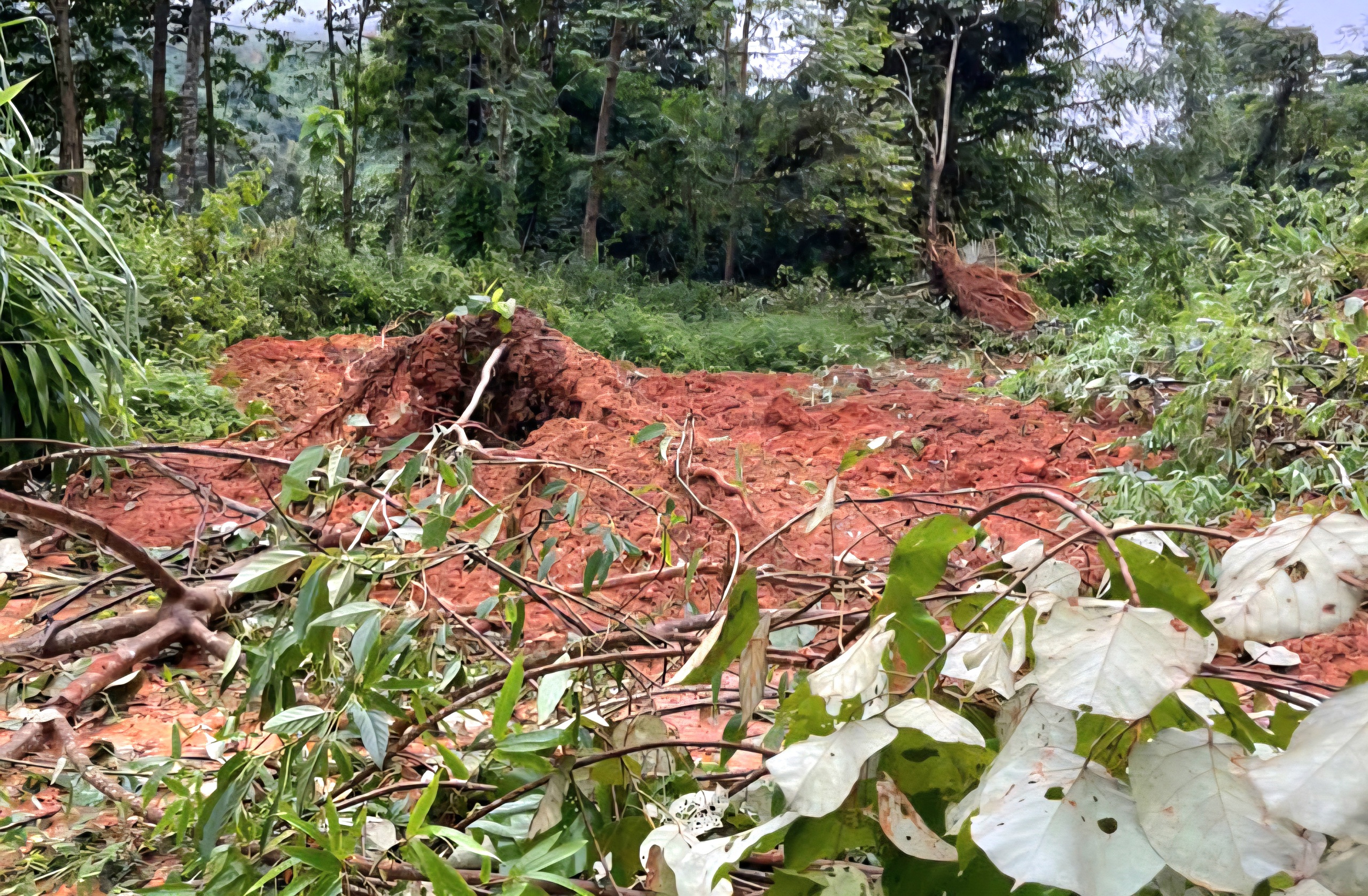 Lở n&uacute;i khiến đất đ&aacute; tr&agrave;n tỉnh lộ, chia cắt giao th&ocirc;ng ở x&atilde; bi&ecirc;n giới Quảng Ng&atilde;i- Ảnh 6.