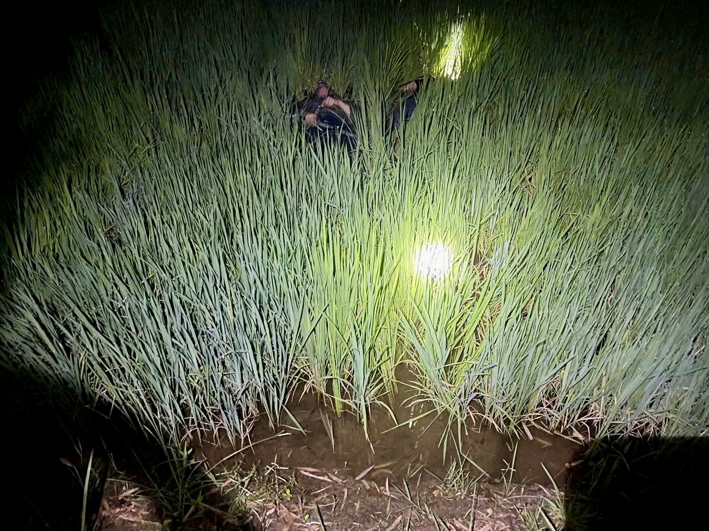 Gia Lai: Khởi tố bị can vụ 2 thanh ni&ecirc;n tử vong do điện bẫy chuột- Ảnh 1.