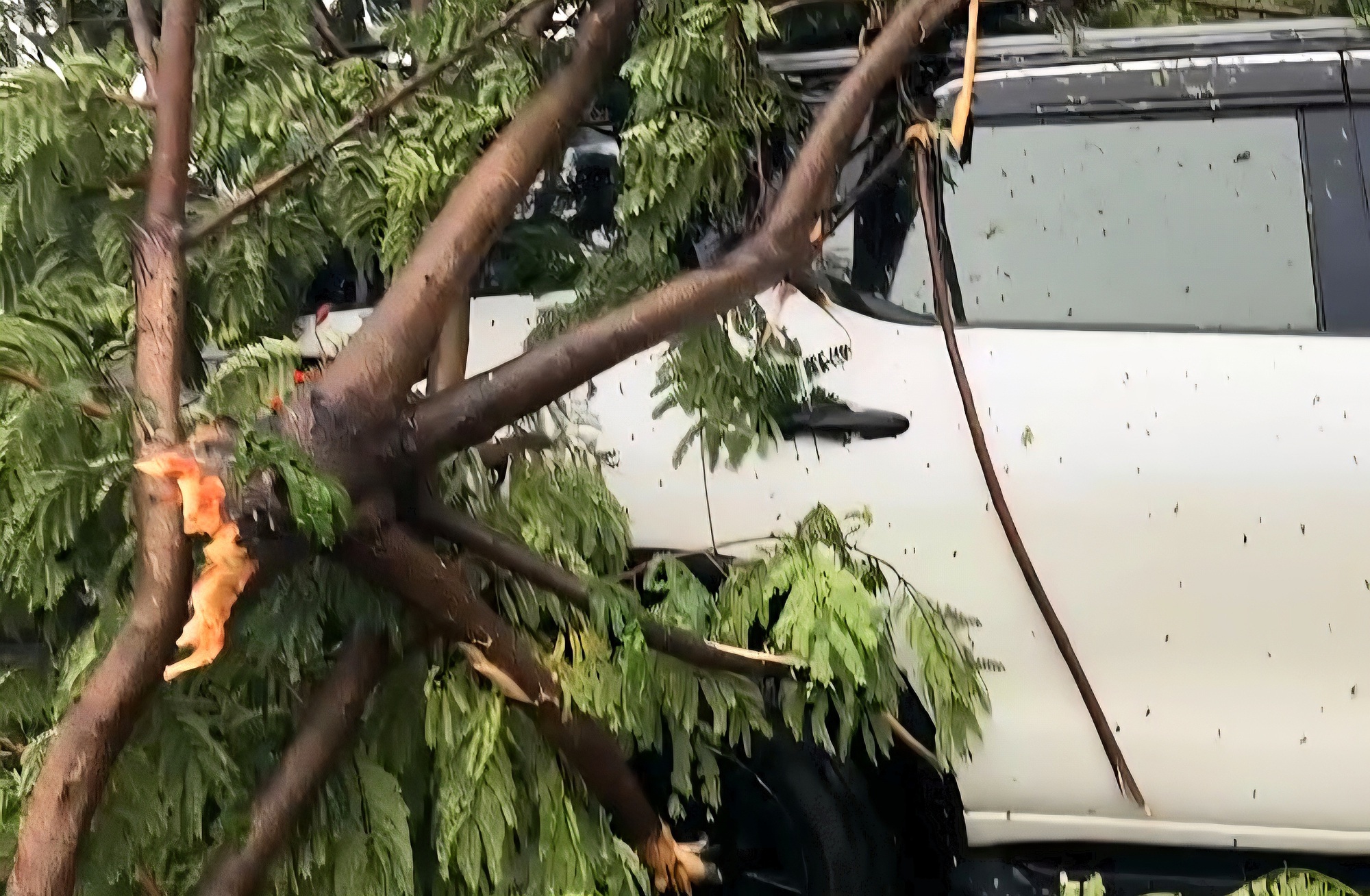 C&acirc;y xanh đổ tr&uacute;ng &ocirc; t&ocirc; ở Đ&agrave; Nẵng, 6 người mắc kẹt trong xe- Ảnh 1.