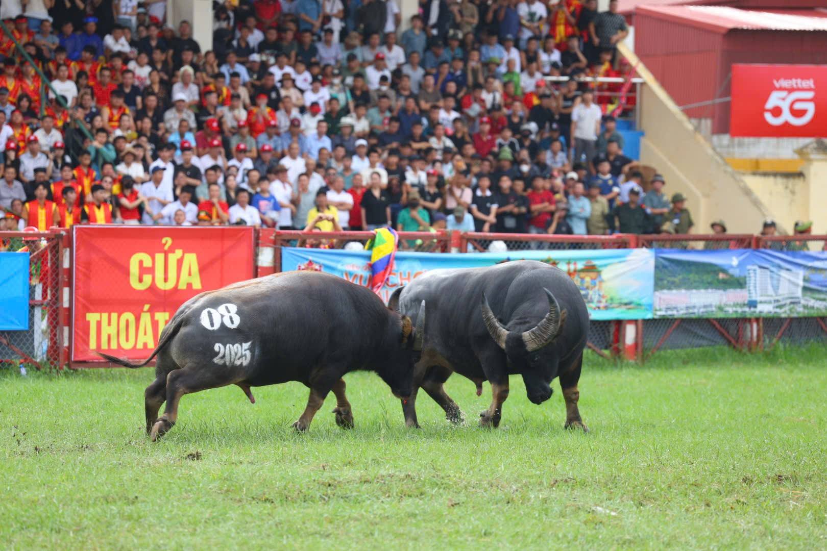 Hải Ph&ograve;ng: Đặc sắc lễ hội chọi tr&acirc;u truyền thống Đồ Sơn 2025- Ảnh 2.