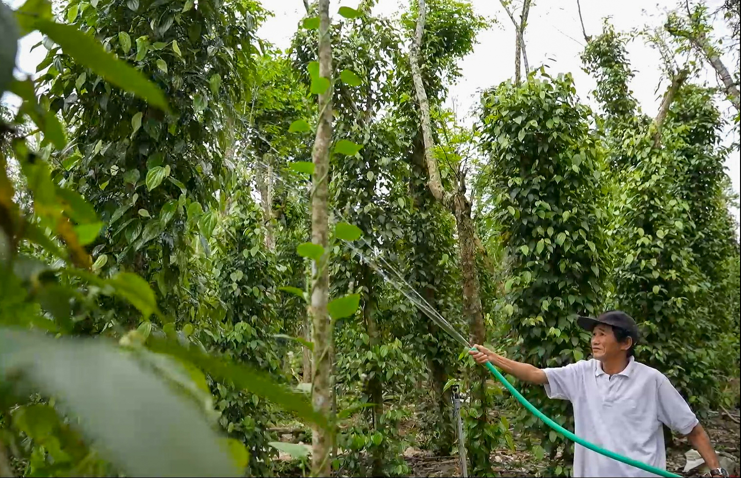 Đà Nẵng: Xã Phú Ninh duy trì đạt xã nông thôn mới sau sáp nhập- Ảnh 1. Đà Nẵng: Xã Phú Ninh duy trì đạt xã nông thôn mới sau sáp nhập- Ảnh 1.