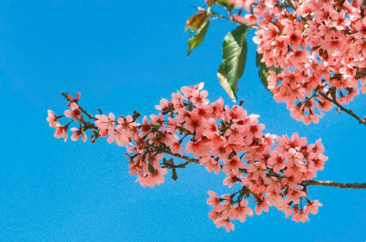 Đến Măng Đen ngắm hoa anh đào đón năm mới- Ảnh 6. Đến Măng Đen ngắm hoa anh đào đón năm mới- Ảnh 6.