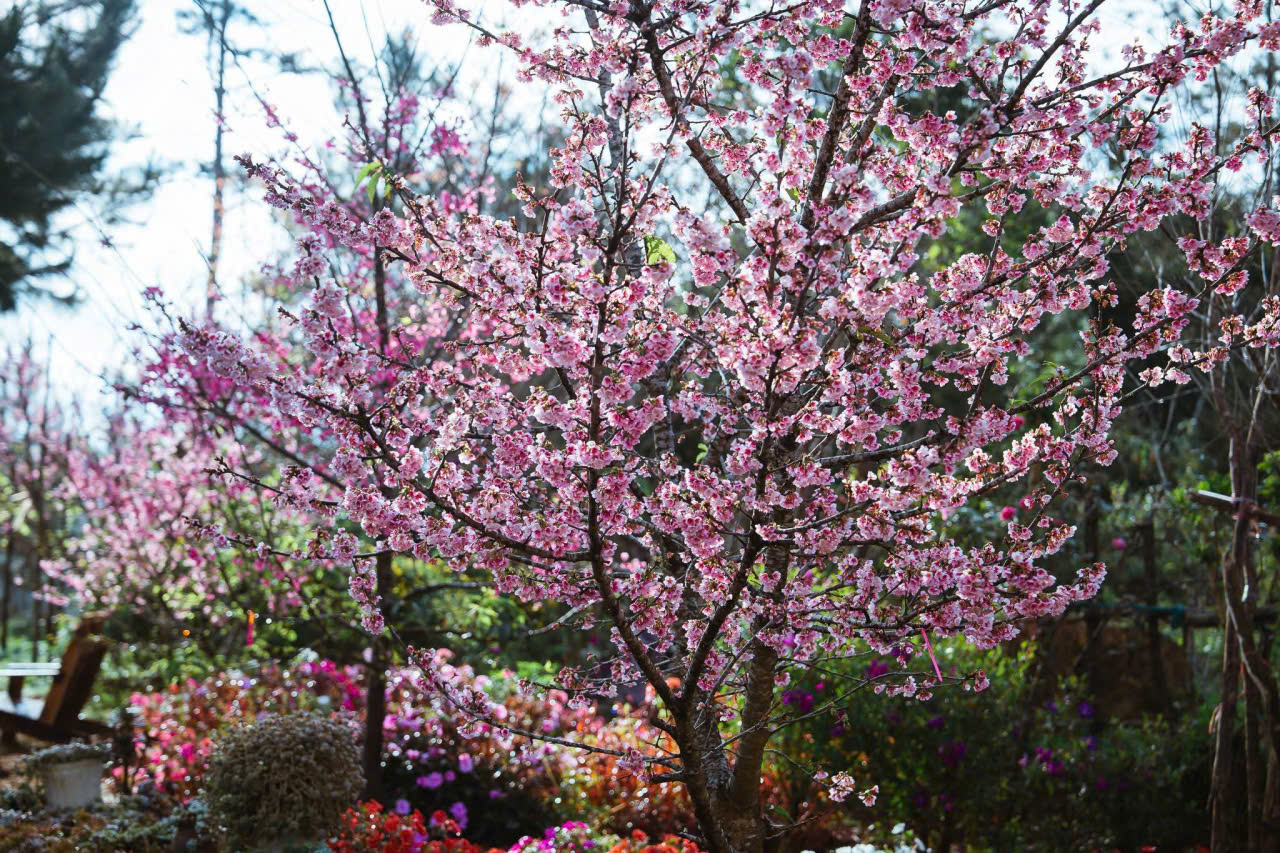 Đến Măng Đen ngắm hoa anh đào đón năm mới- Ảnh 7. Đến Măng Đen ngắm hoa anh đào đón năm mới- Ảnh 7.