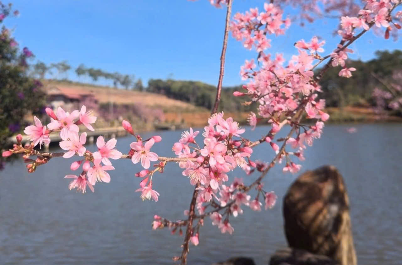 Đến Măng Đen ngắm hoa anh đào đón năm mới- Ảnh 1. Đến Măng Đen ngắm hoa anh đào đón năm mới- Ảnh 1.