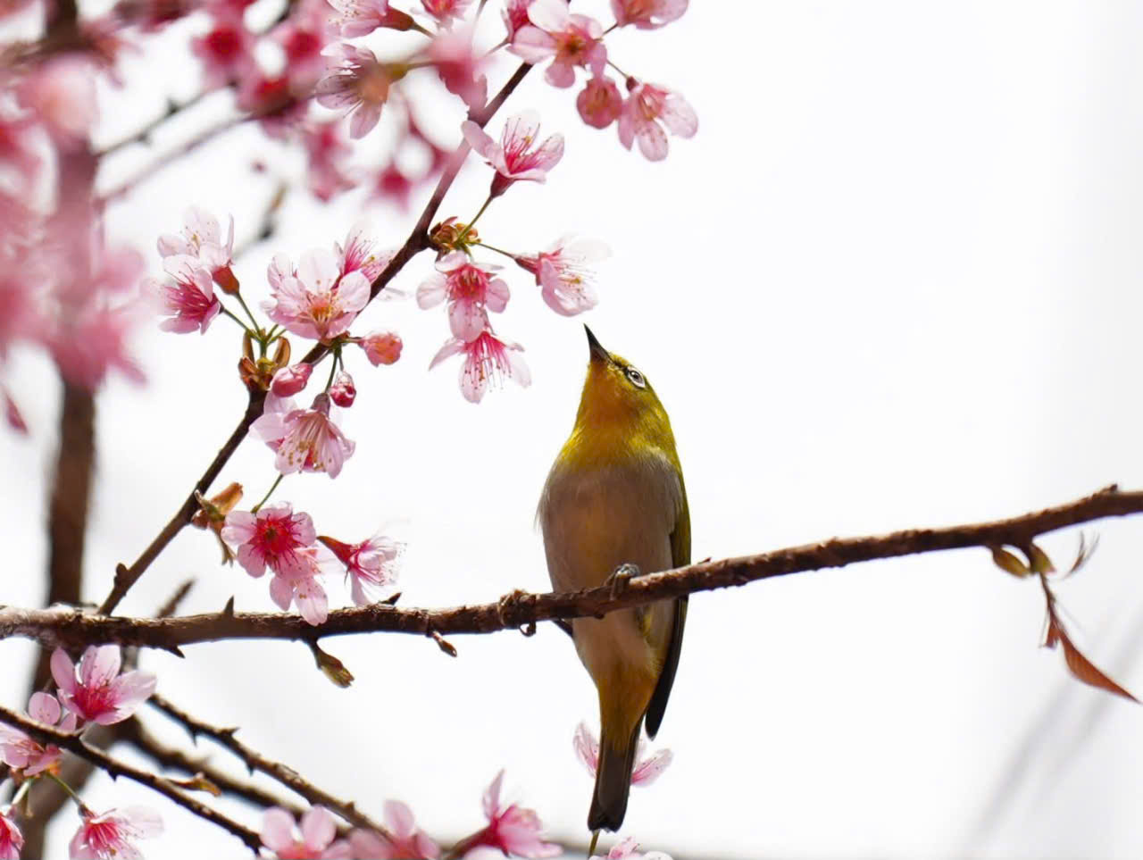 Đến Măng Đen ngắm hoa anh đào đón năm mới- Ảnh 5. Đến Măng Đen ngắm hoa anh đào đón năm mới- Ảnh 5.