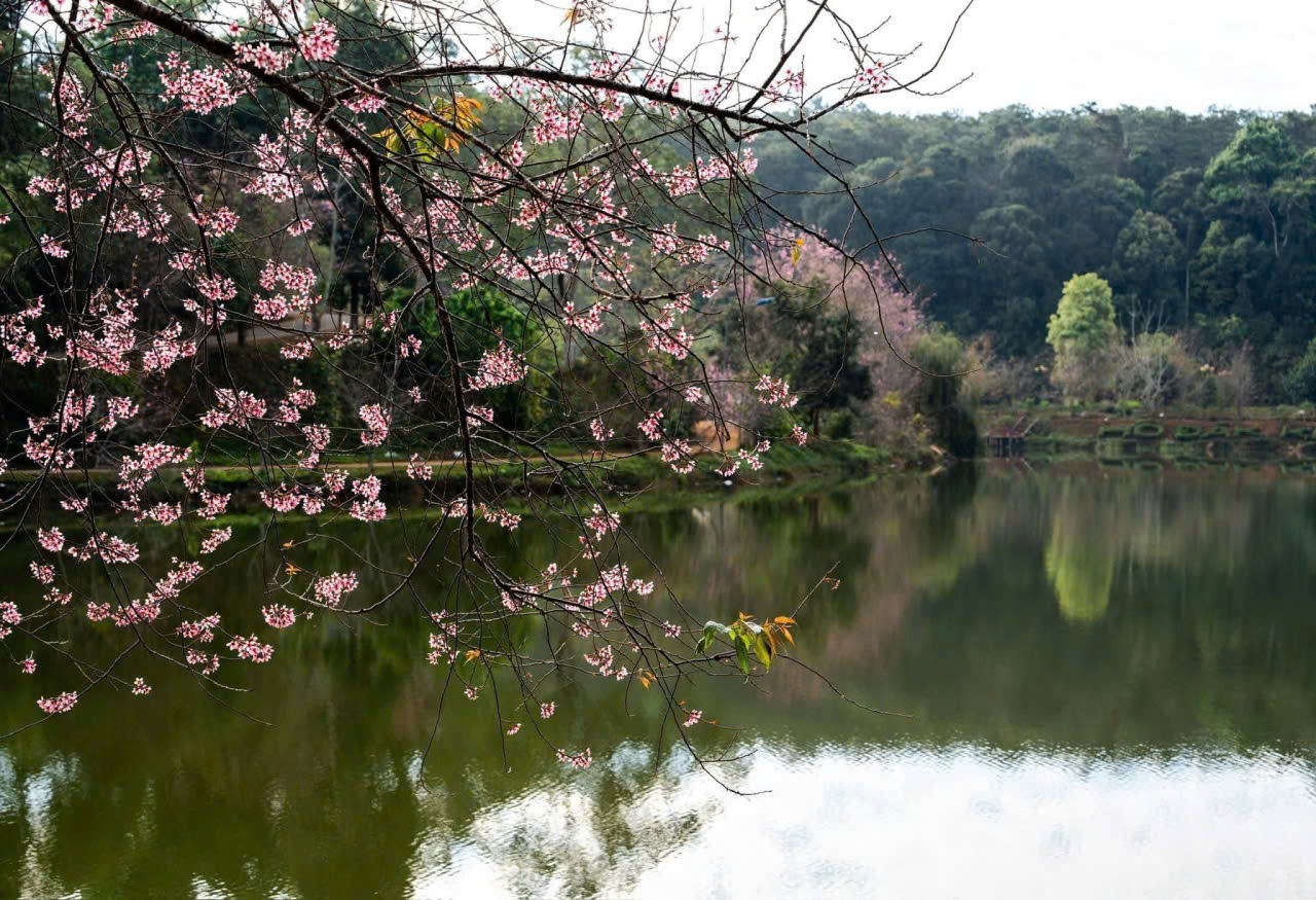 Đến Măng Đen ngắm hoa anh đào đón năm mới- Ảnh 9. Đến Măng Đen ngắm hoa anh đào đón năm mới- Ảnh 9.
