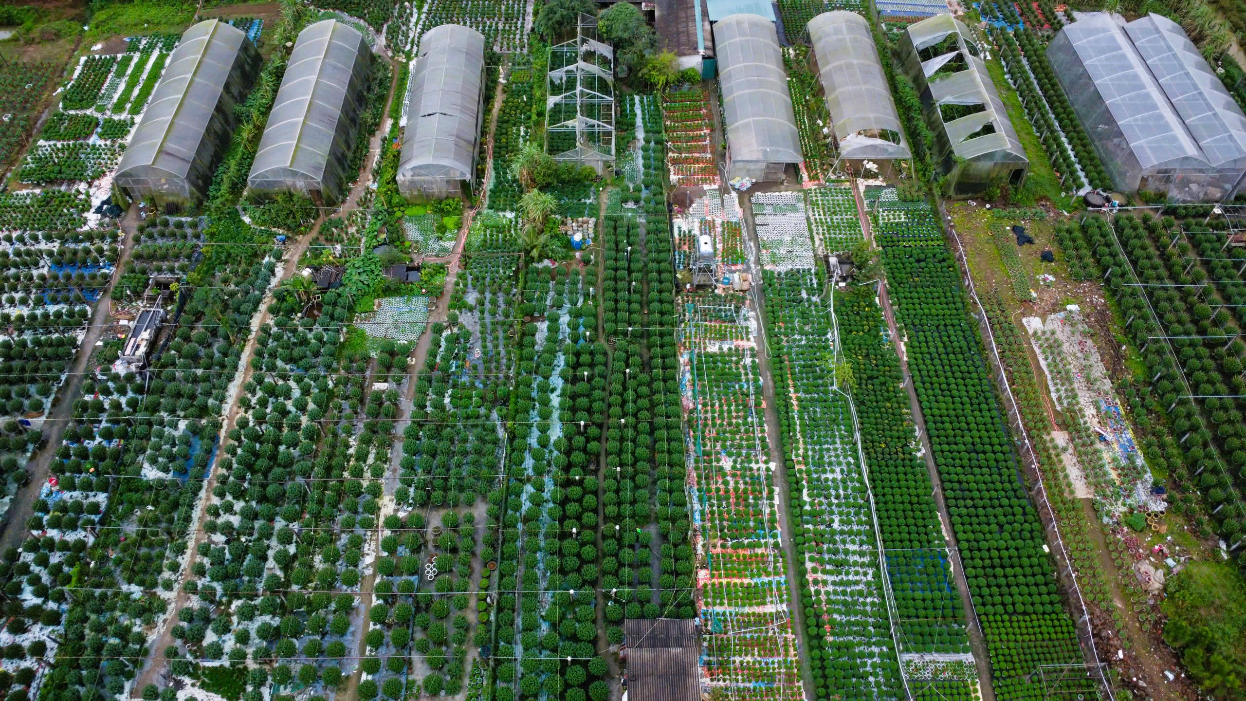 L&agrave;ng hoa Tết nức tiếng ở Quảng Trị tất bật v&agrave;o vụ- Ảnh 1.